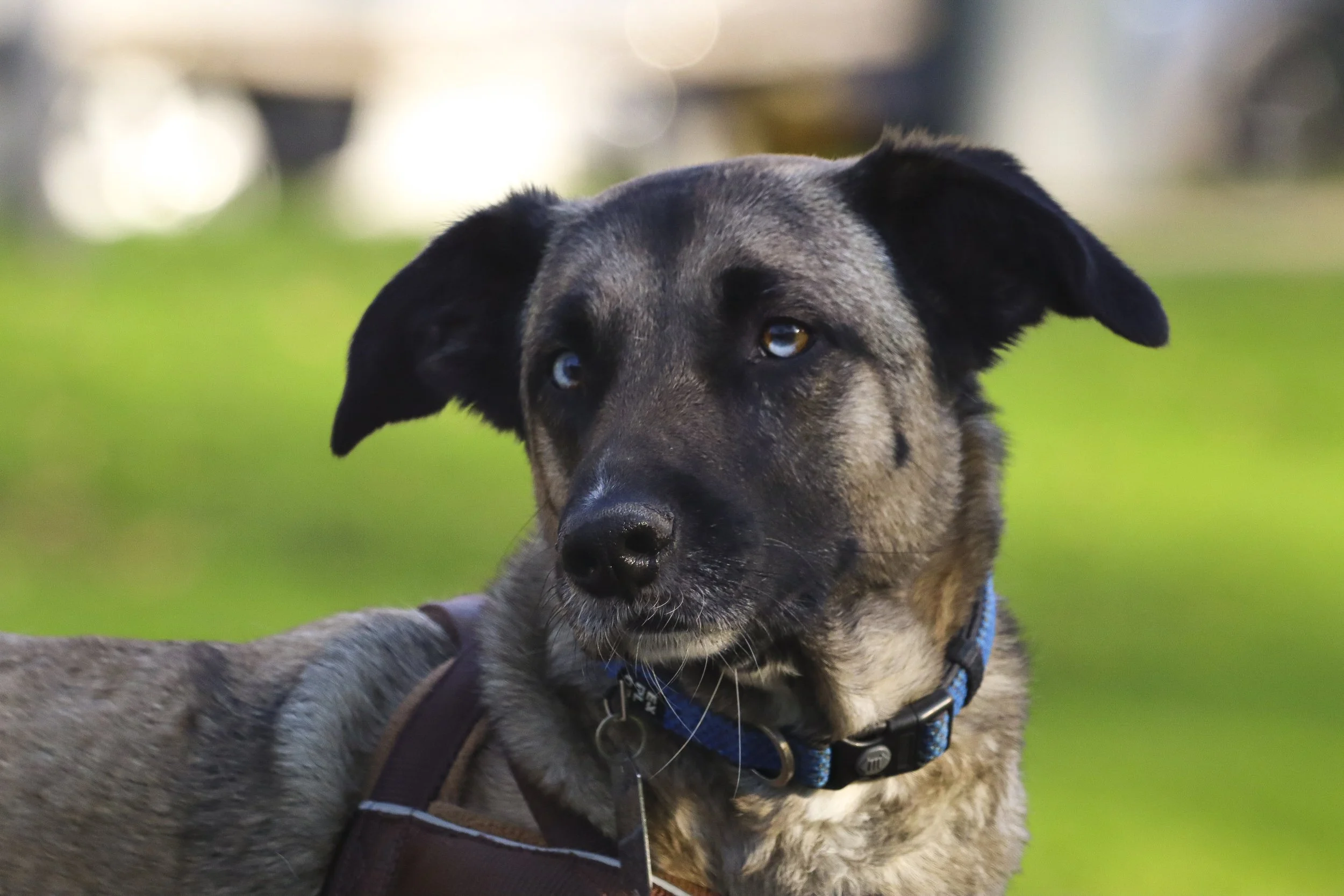 A close-up image of a dog at a park with its ears perked up, wearing a collar