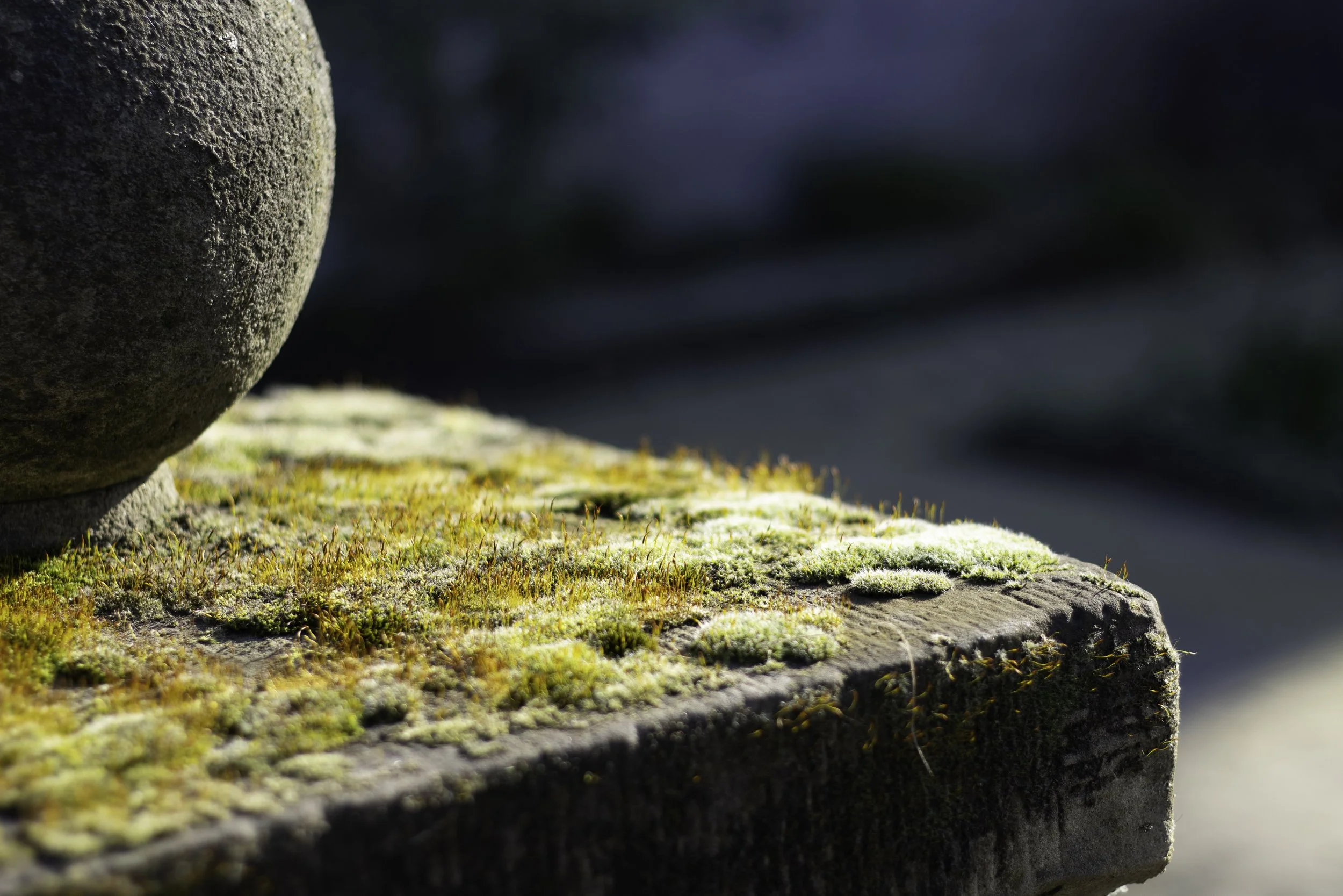 Close-up of a stone surface covered with moss and lichen, with a blurred dark background.