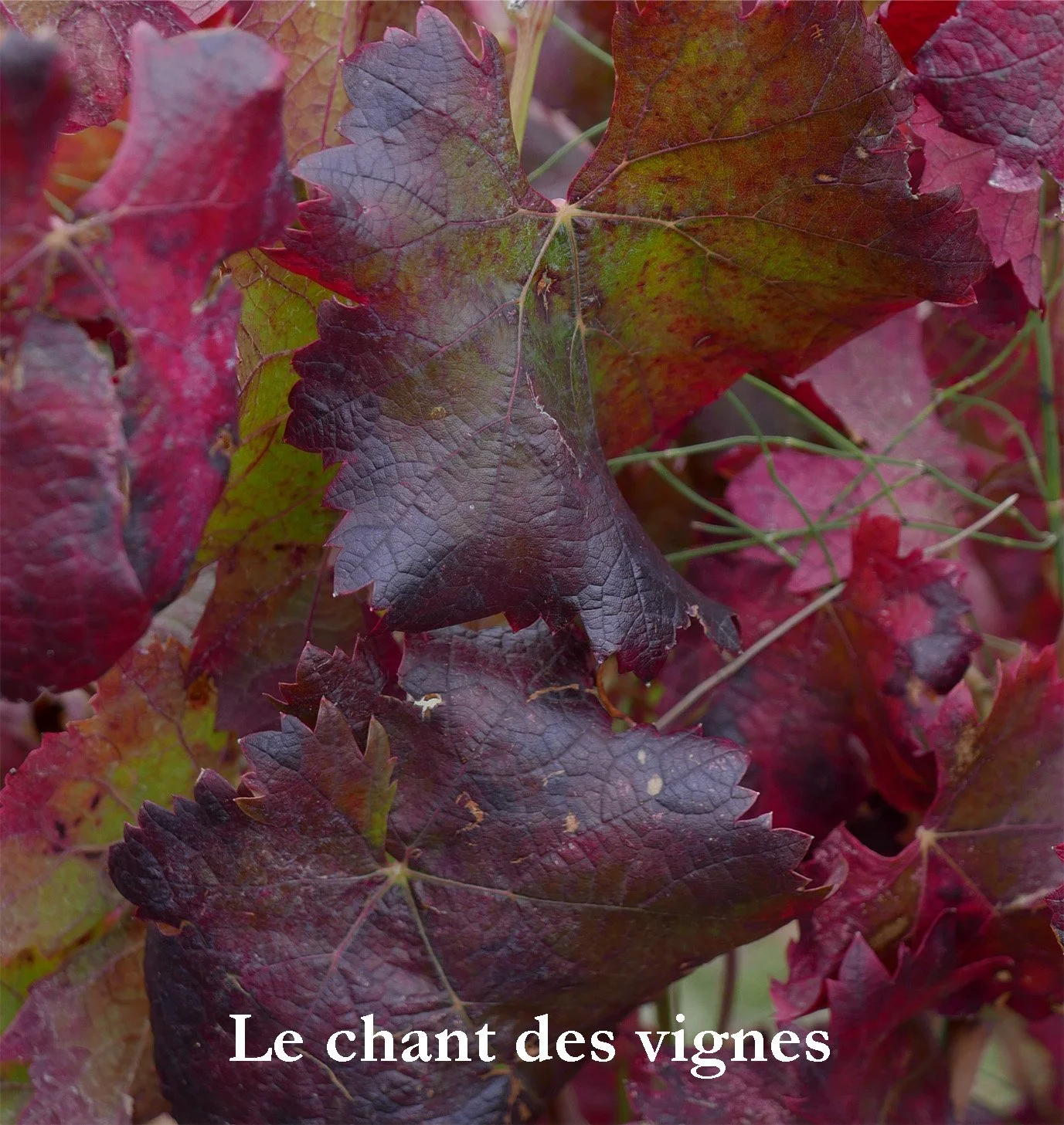 le chant des vignes 2 copie.jpg