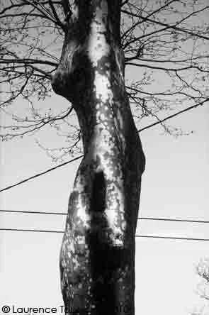 Philomuses (2).jpg