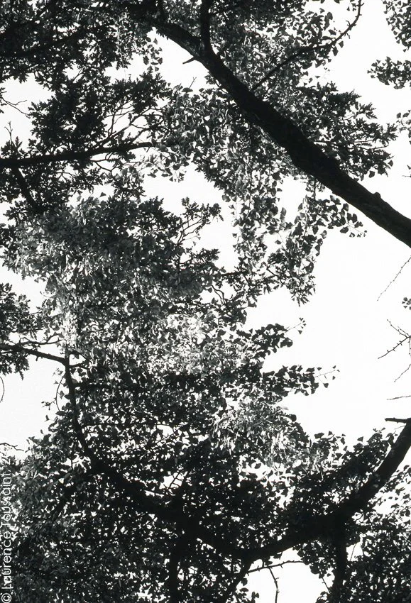 jardin7 - Copie.jpg