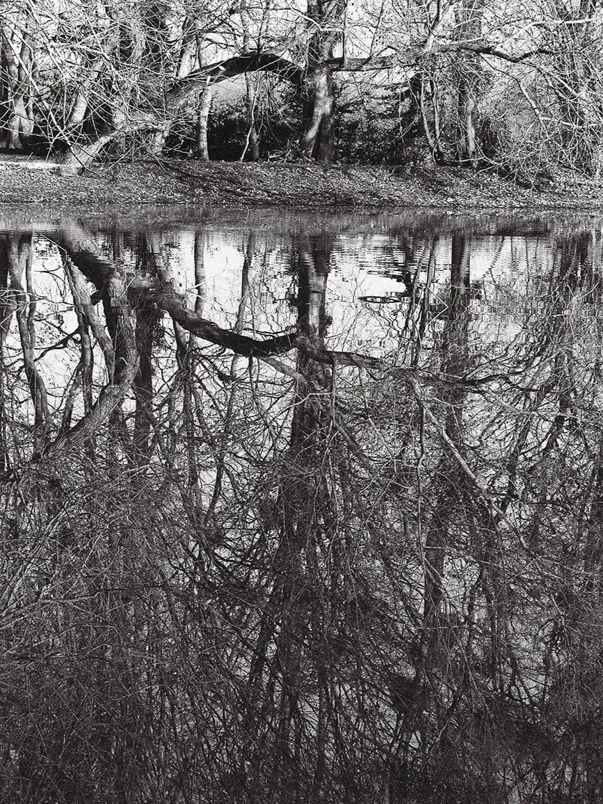 "L'arbre du rivage", textes de Laurent Grison, 2021