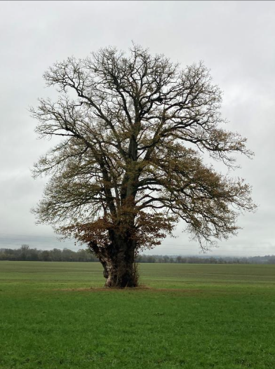 « Lettre à l'arbre absolu », poèmes de Béatrice Libert, 2026