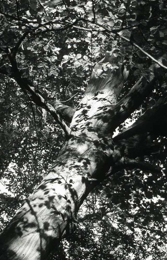 jardin5- Copie.jpg