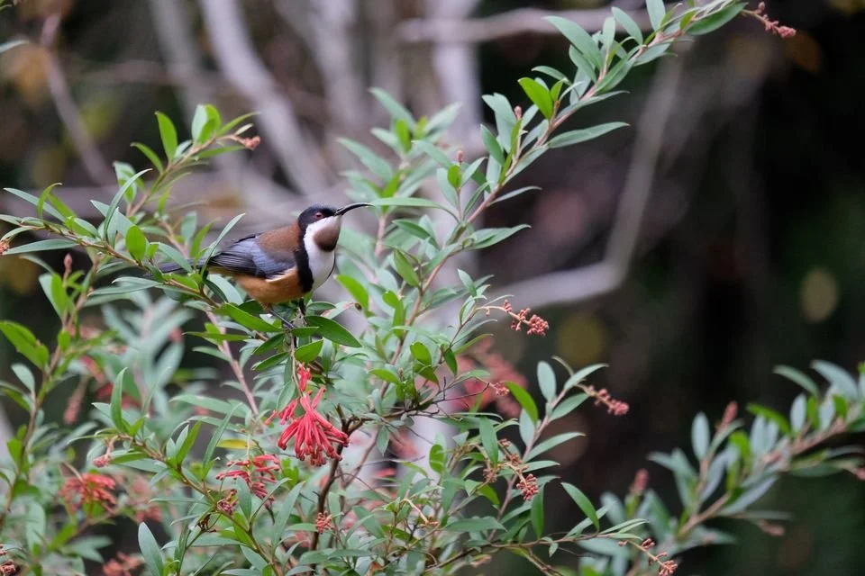 Otway Bird Observers