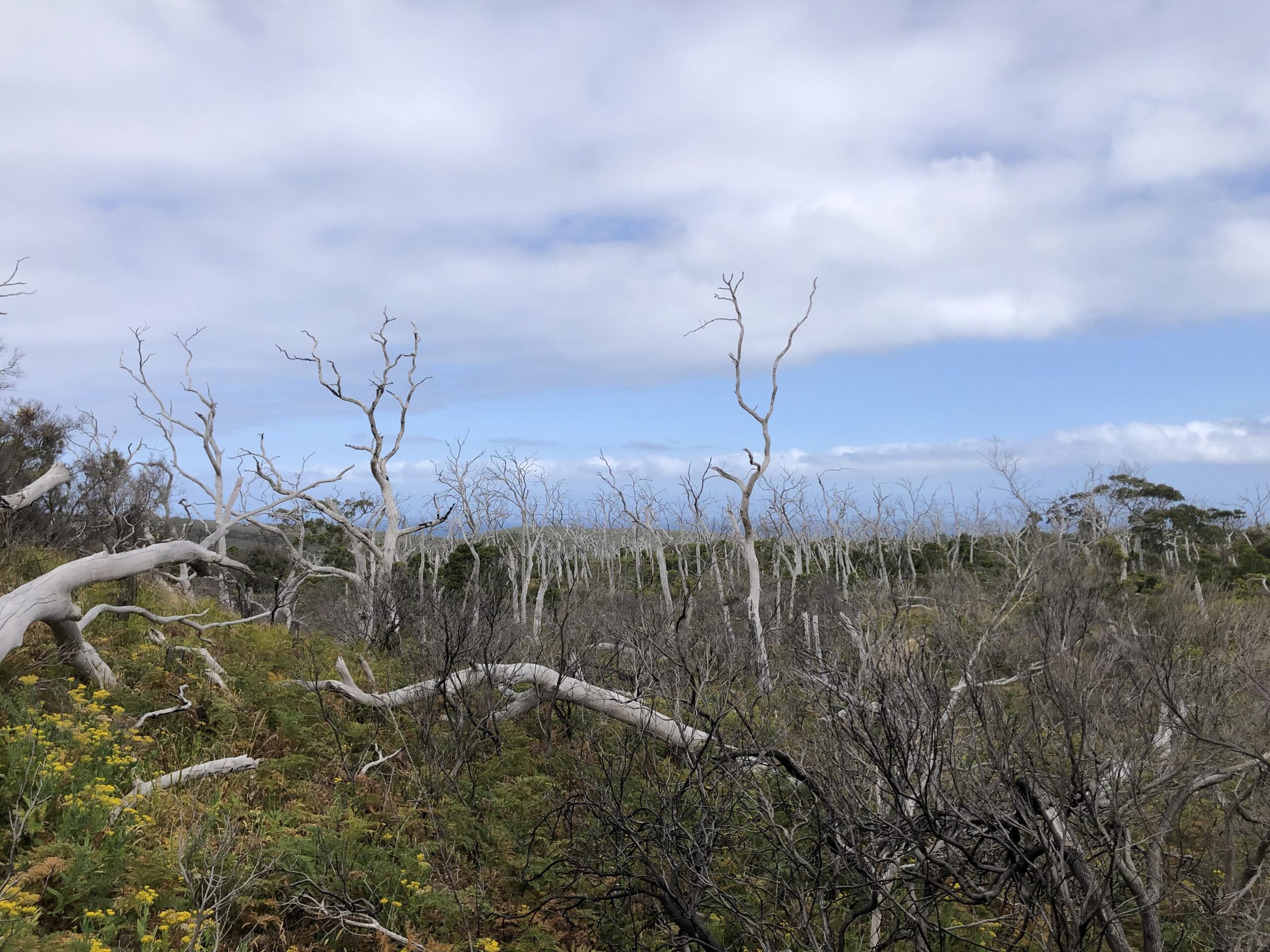 Ridge to Cape Landcare Group