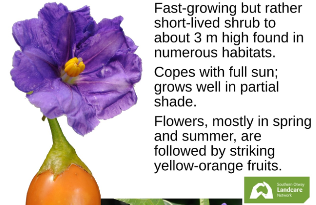 SOLN plant list