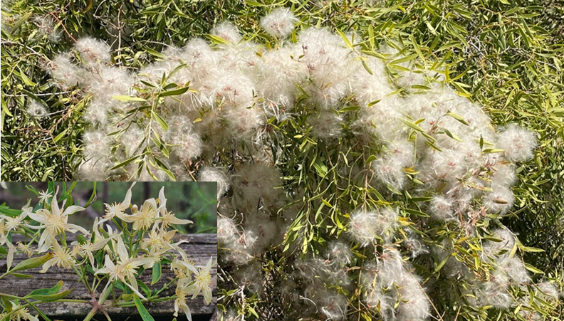 Clematis microphylla or Small-leaved Clematis