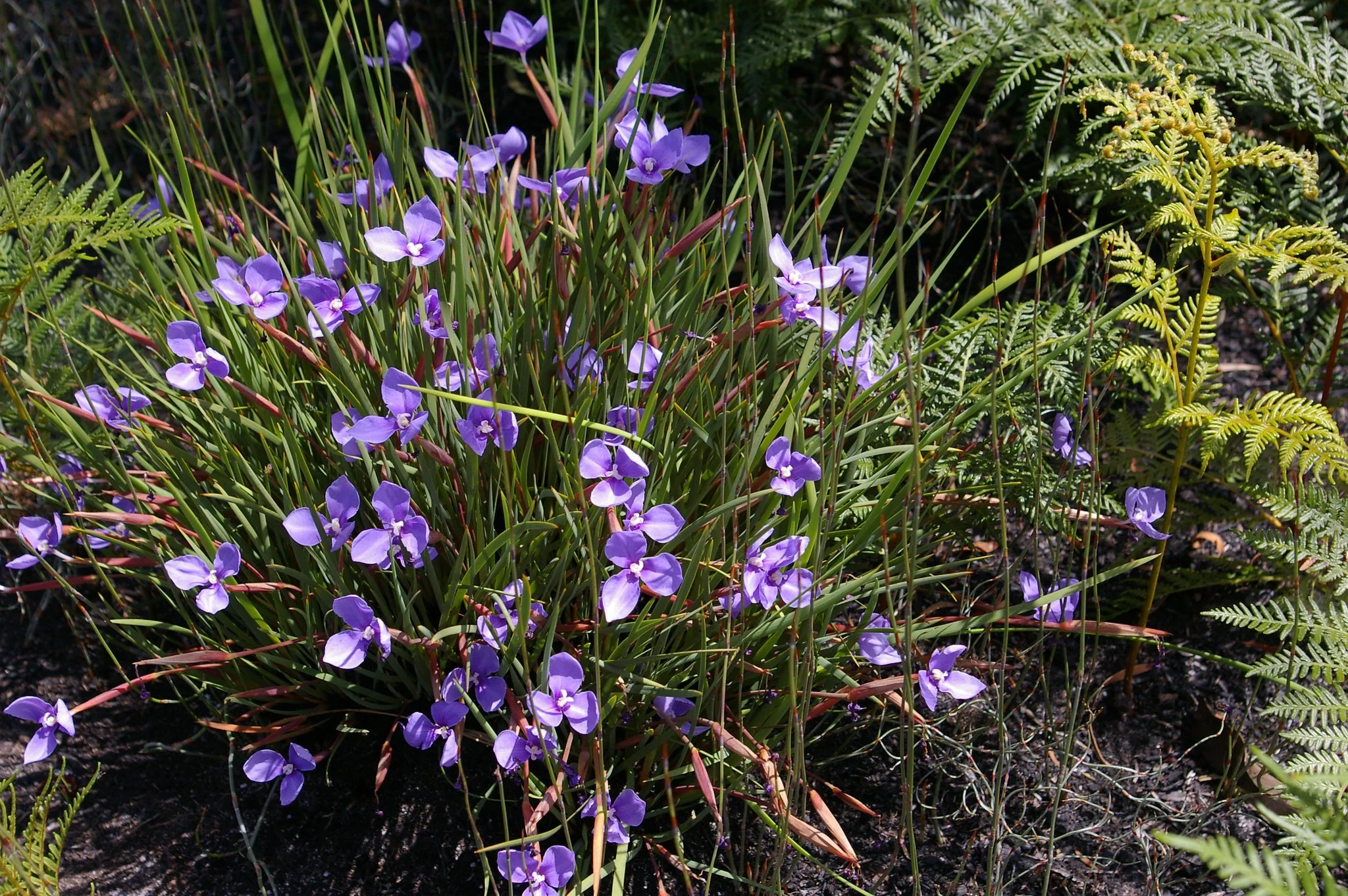 Patersonia occidentalis or Tall Purple Flag