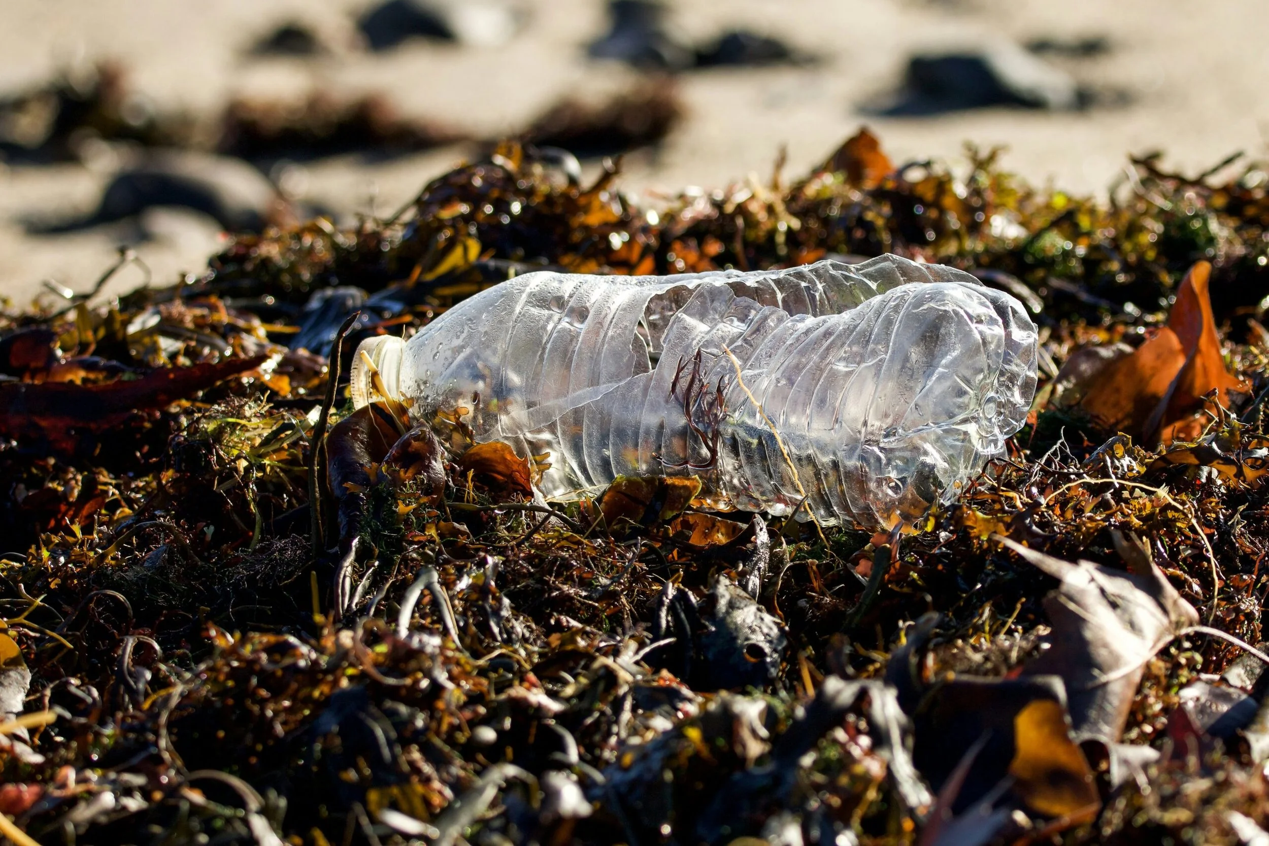 Coastcare Week: Join the Station Beach community clean-up!