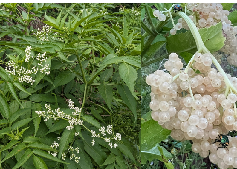 Sambucus gaudichaudiana, or native elderberry