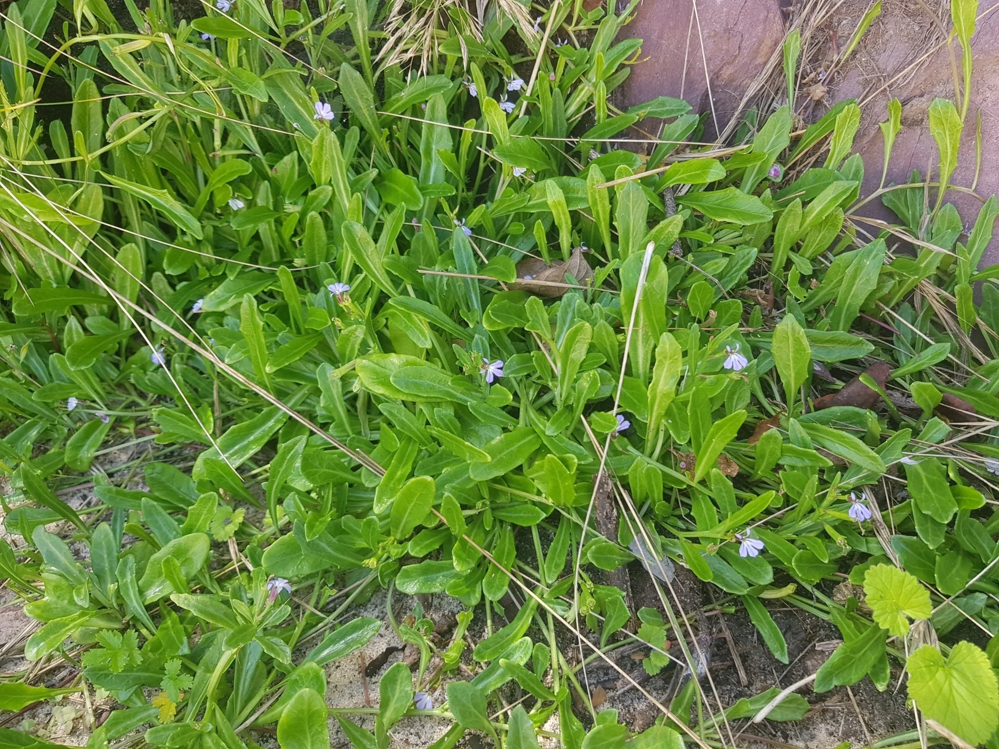 Lobelia anceps or Angled Lobelia