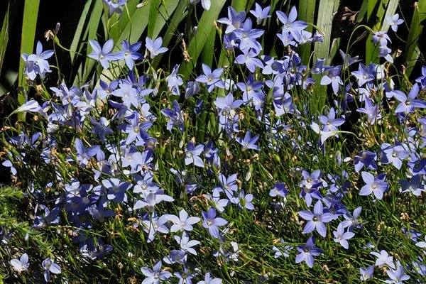 Wahlenbergia stricta or Australian Bluebell