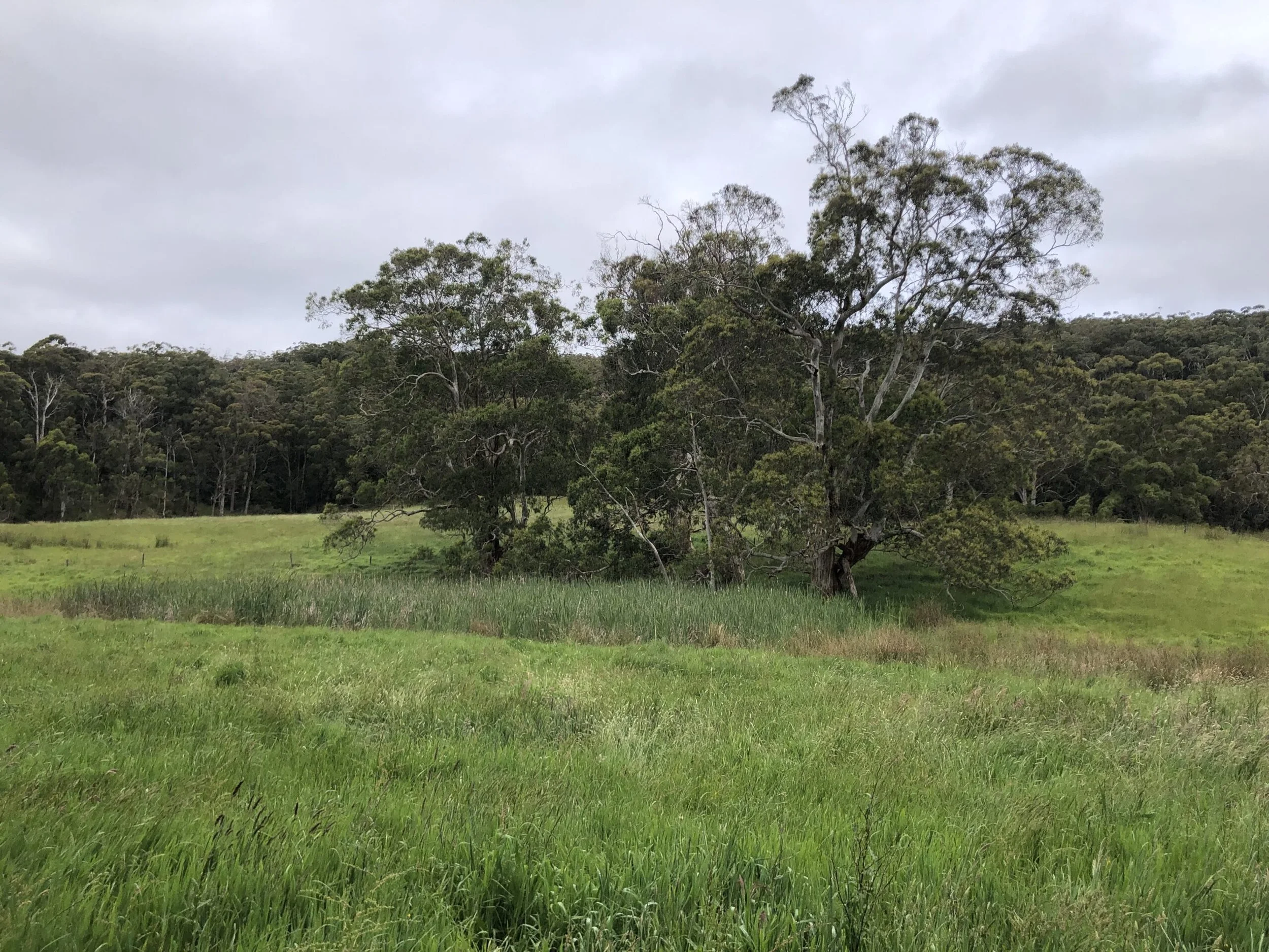 Otways Wetland Revival: A Festival of Restoration and Celebration