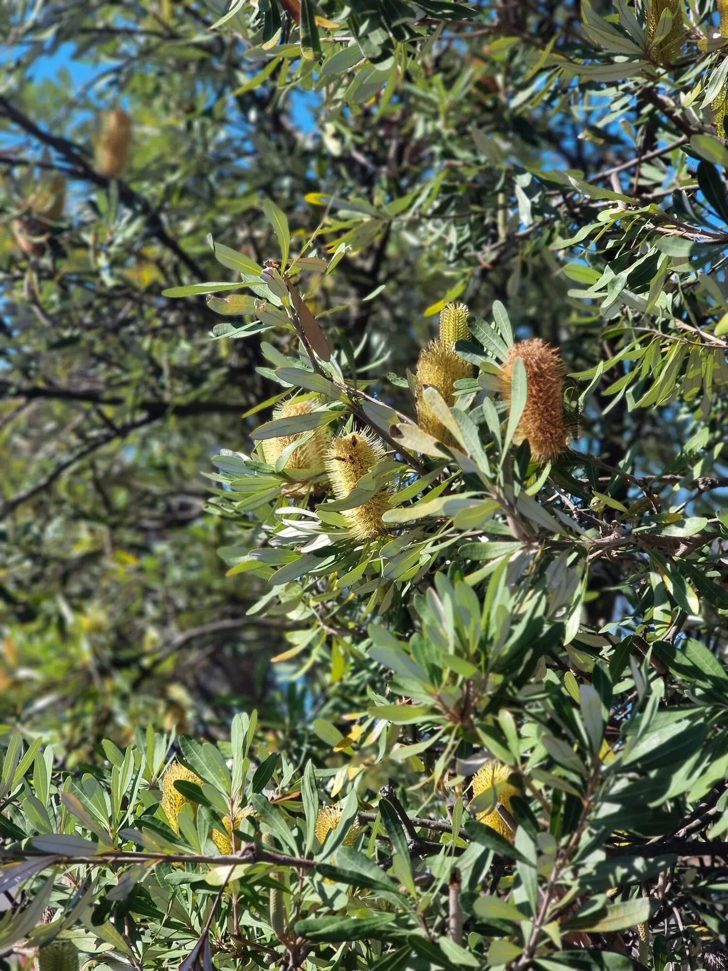 Propagate Banksia marginata from Cuttings