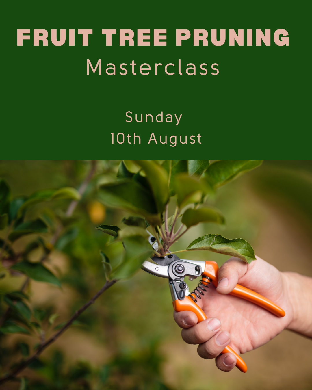 FRUIT TREE PRUNING MASTERCLASS