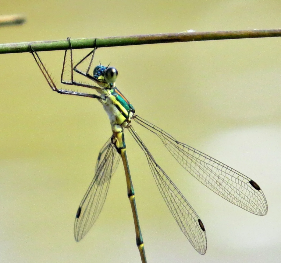 Macroinvertebrates and the Barham