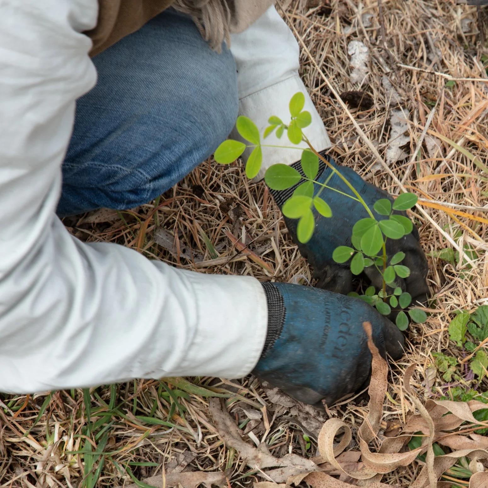 Join our community planting day in Johanna