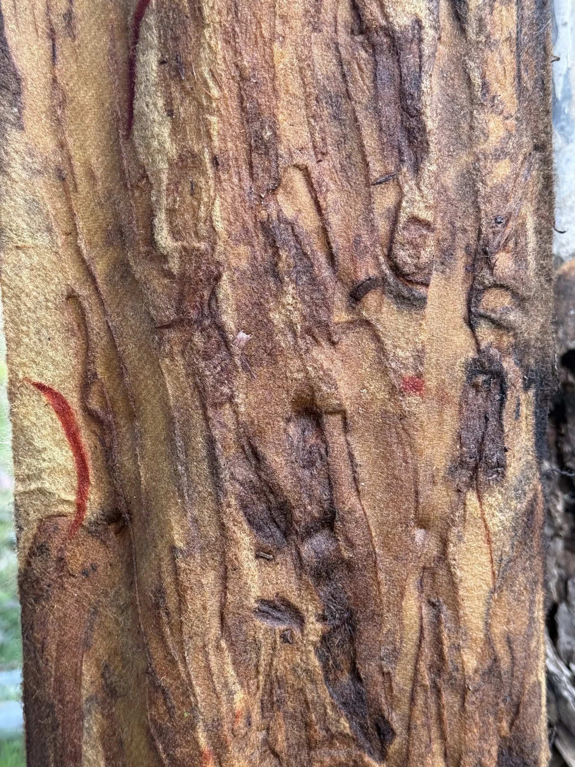 Trees for the Barham