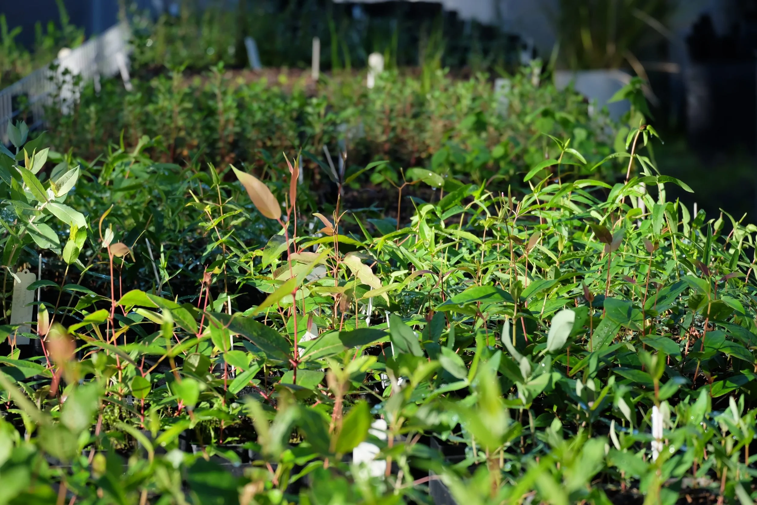 2026 PLANT ORDERS