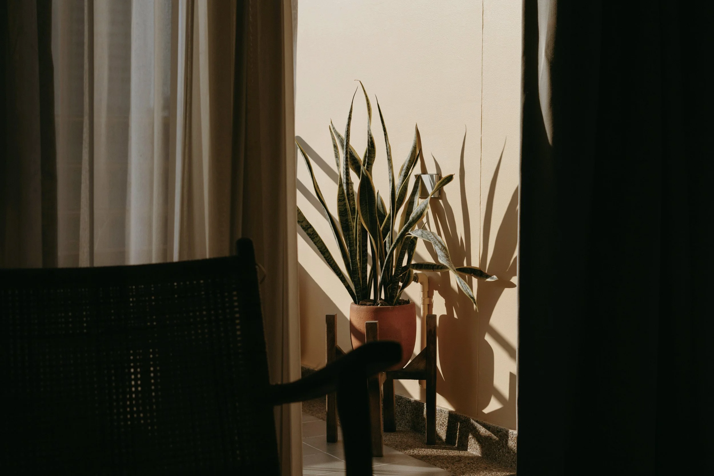 A potted snake plant with long, pointed leaves is illuminated by sunlight, casting shadows on a light-colored wall. Part of a chair and curtains are visible in the foreground, suggesting an indoor setting.