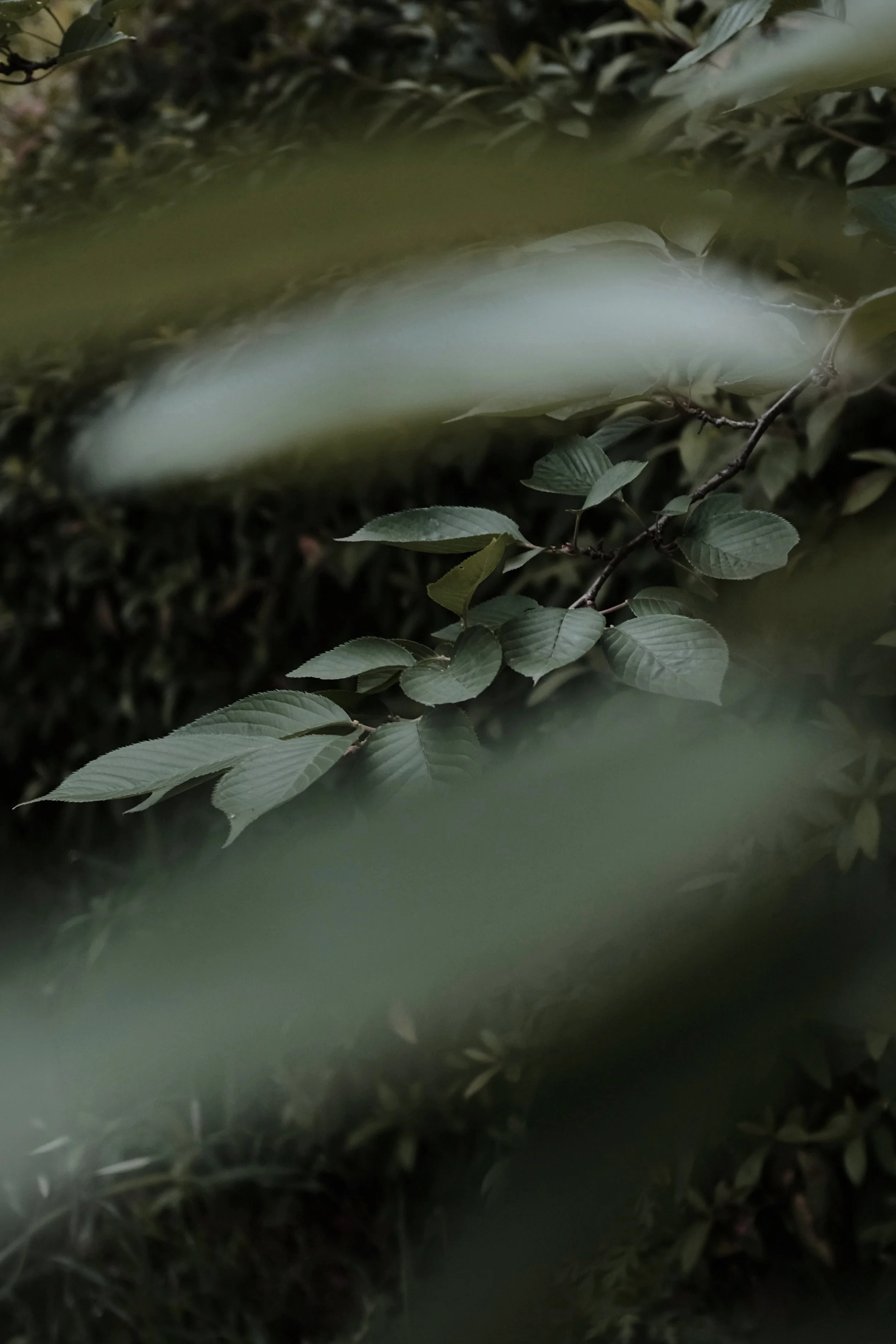 Close-up of green leaves and branches in a forest or garden, with a blurred background and an out-of-focus area in the foreground.