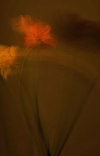 Blurred image of two orange flowers with green stems against a dark background.