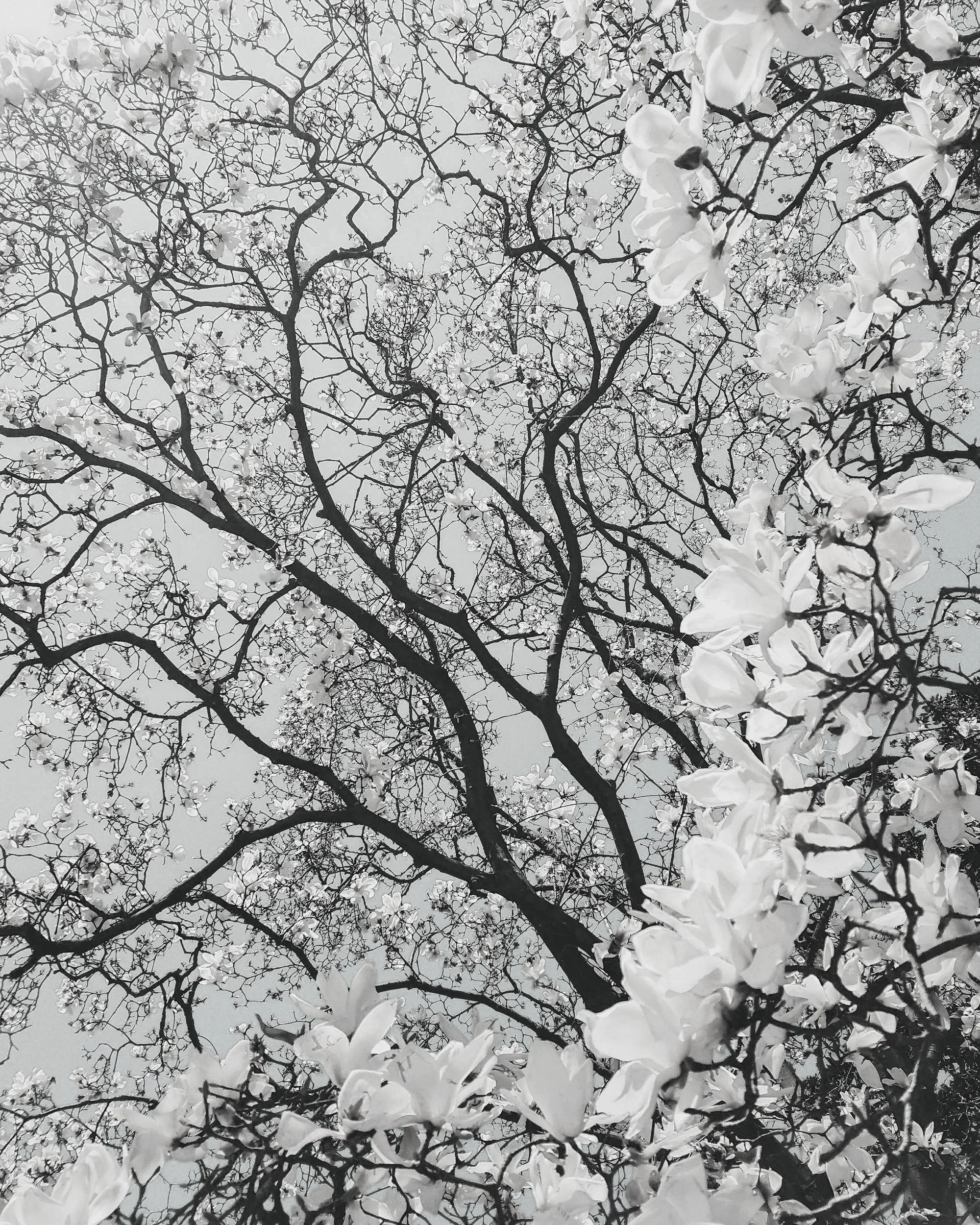 A black and white photograph of tree branches with white flowers or blossoms.