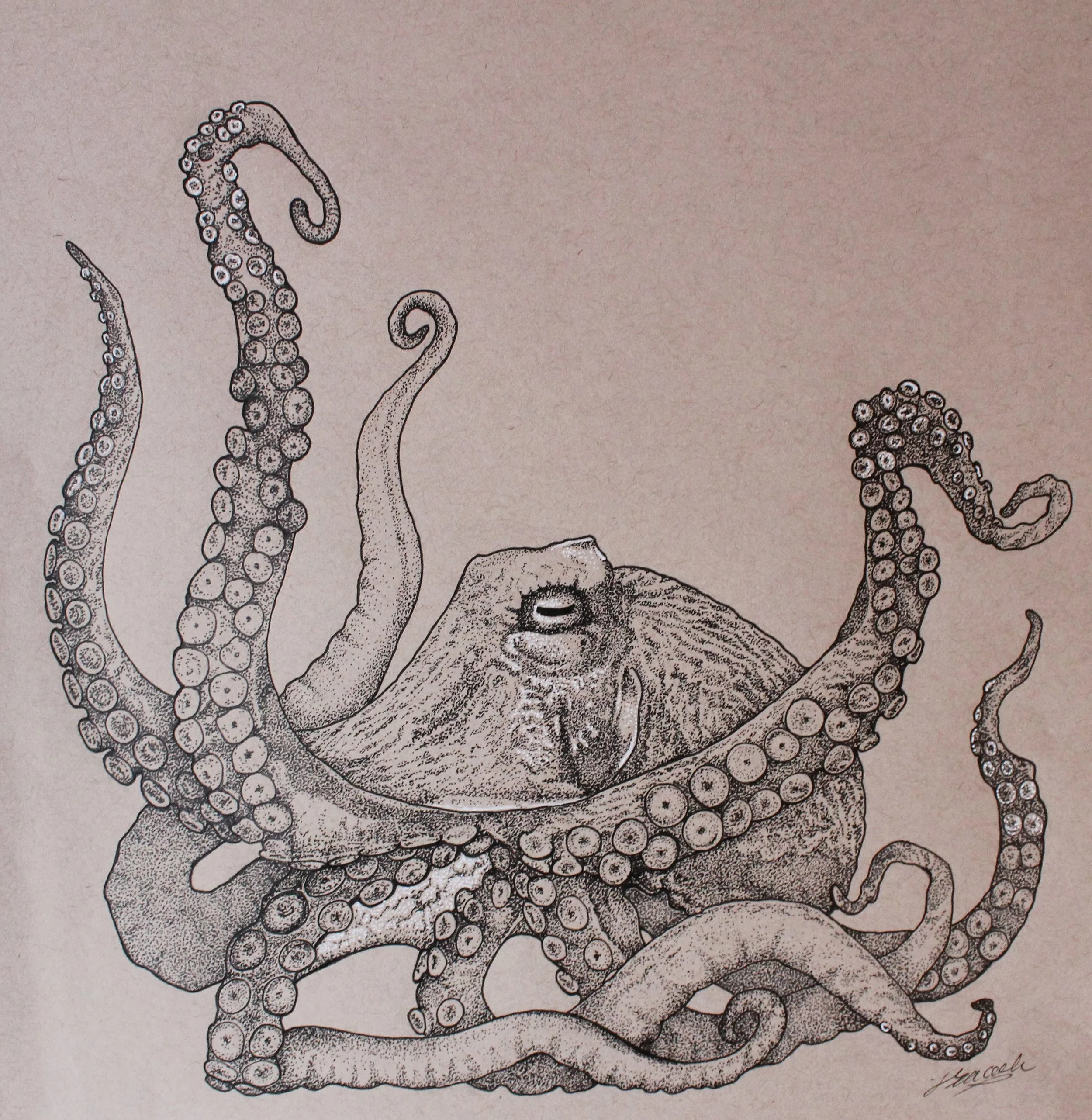 Octopus.jpg