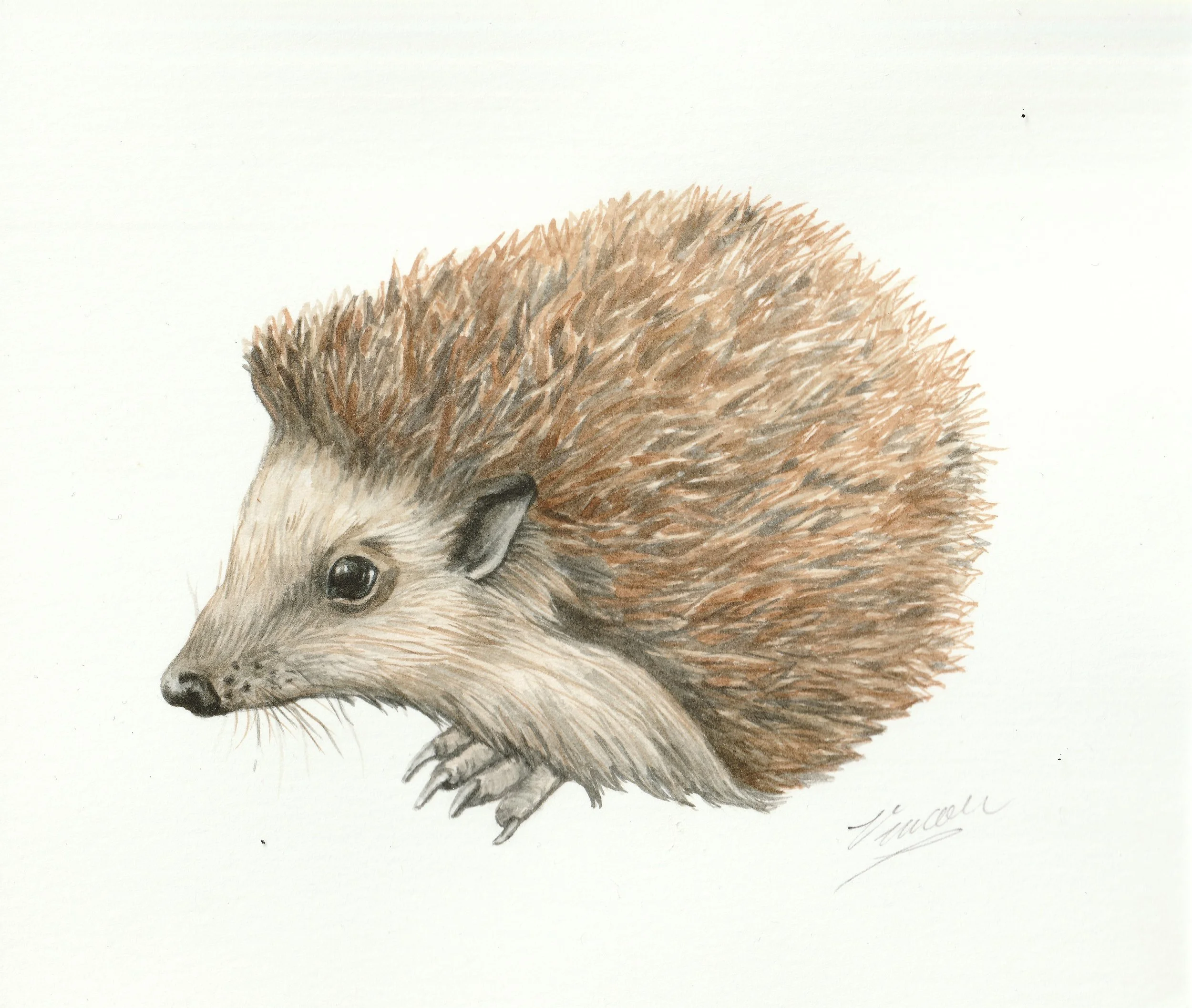 Hedhehog Scan.jpg