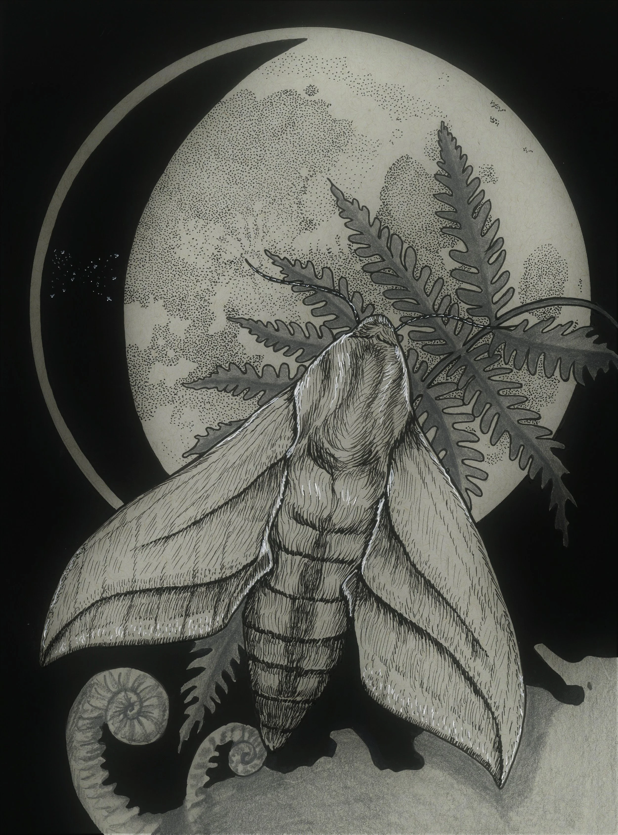 moth.jpg