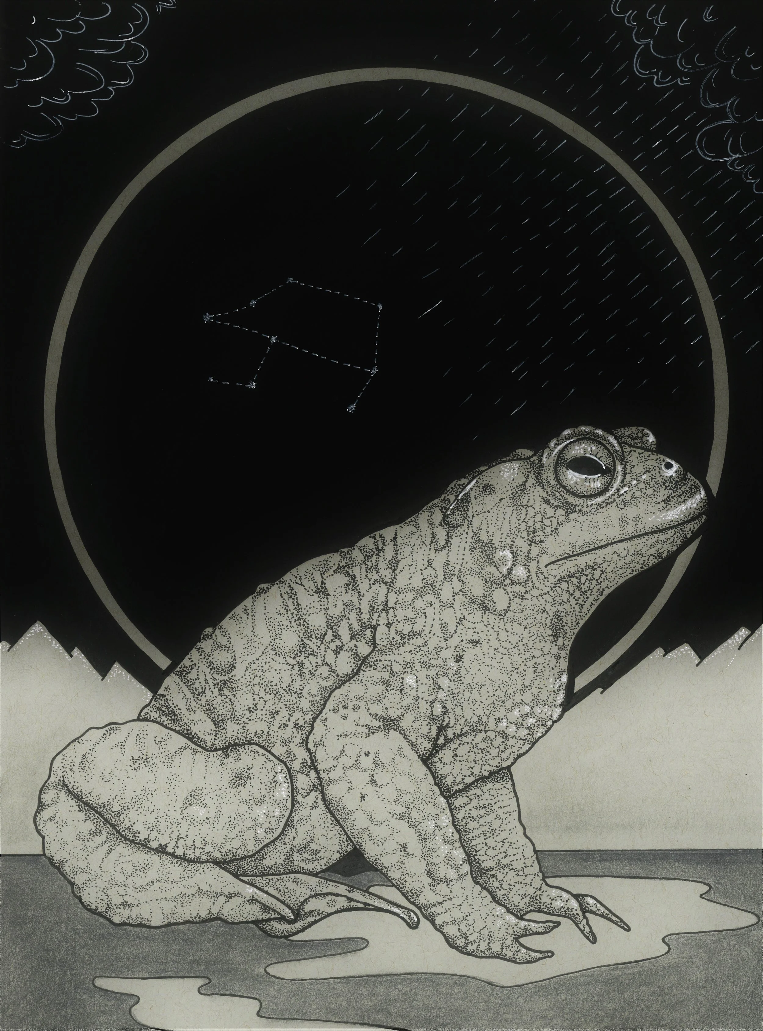 toad.jpg