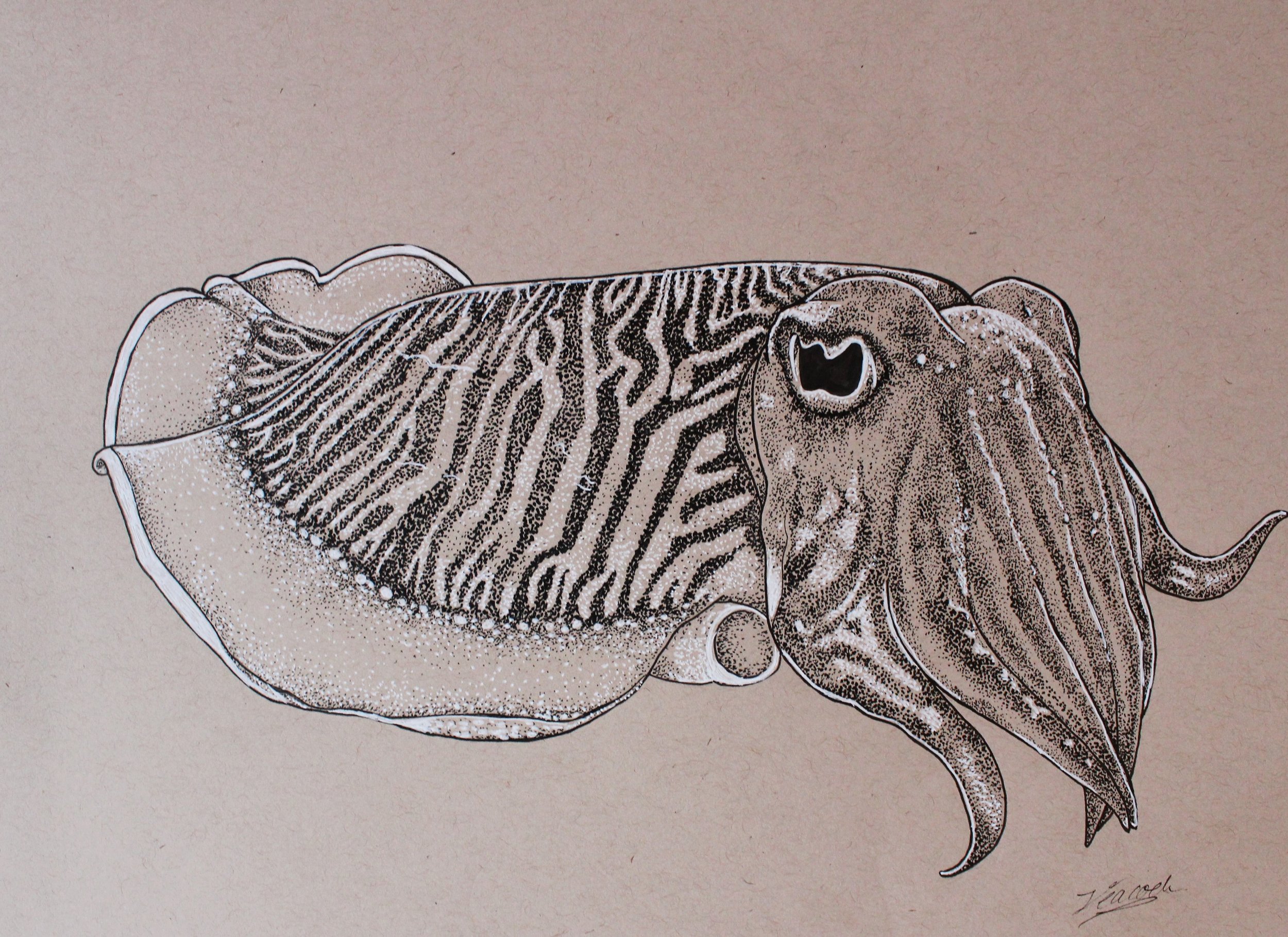 cuttlefish.jpg