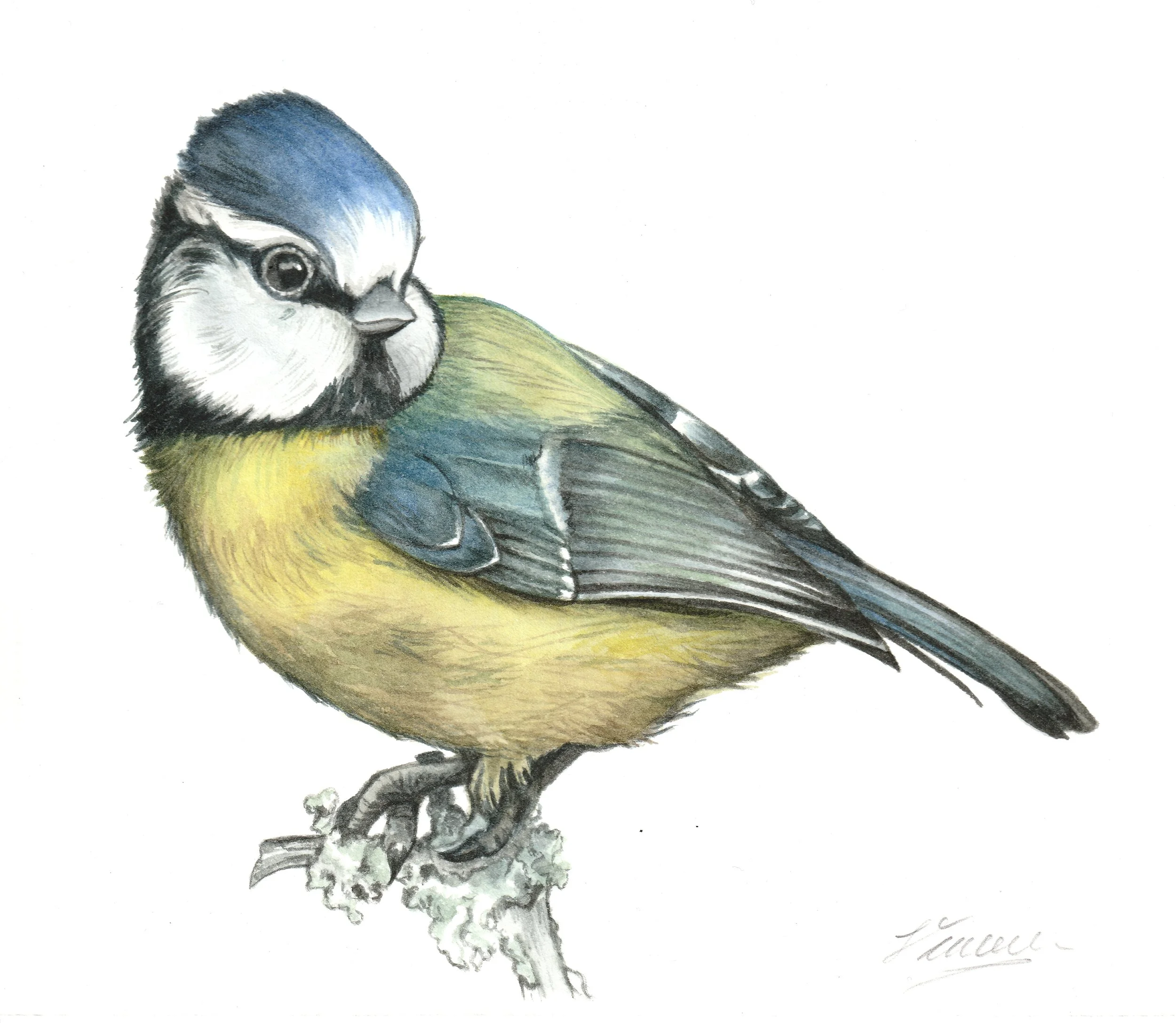 tit scan.jpg