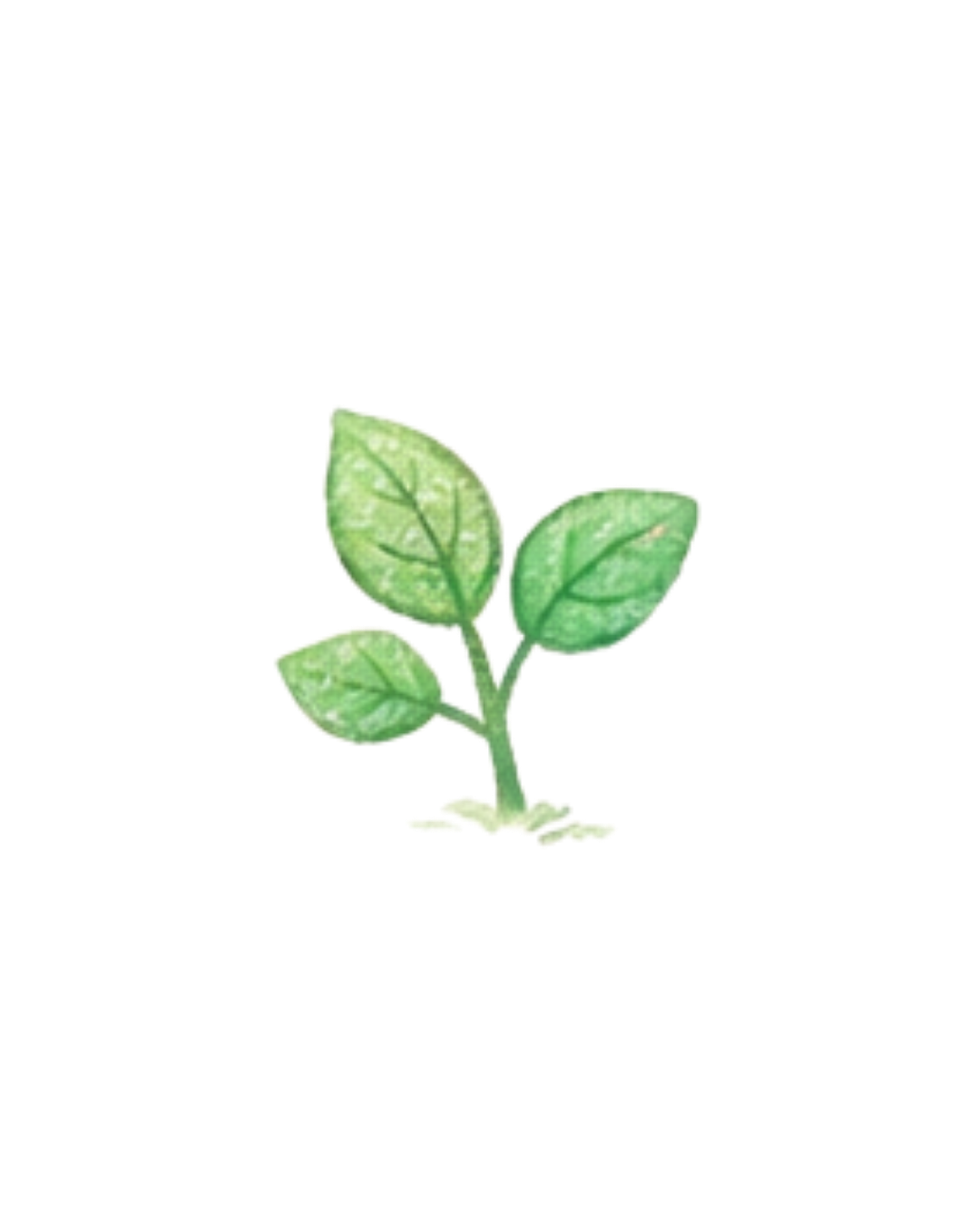 Germes de basilic avec trois feuilles vertes