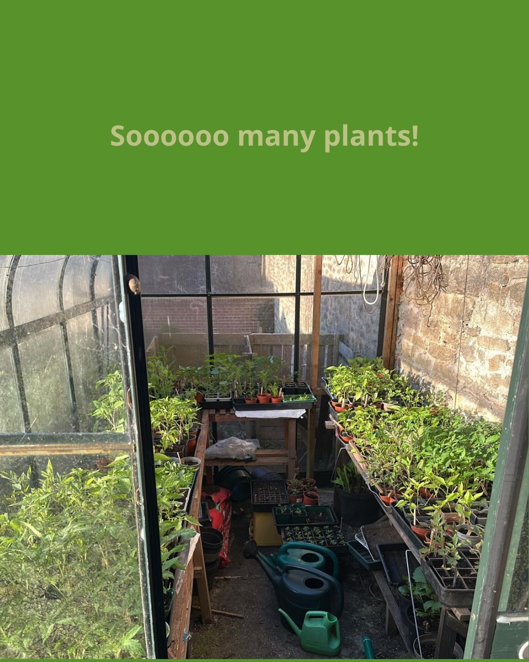 Look at all these beautiful plants just waiting for new homes! We have been growing and potting and nurturing away in our greenhouse and the results have honestly made us so happy.

Now we want to share the joy! Come and find us at the Bridport Chart