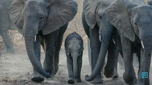 Sharers