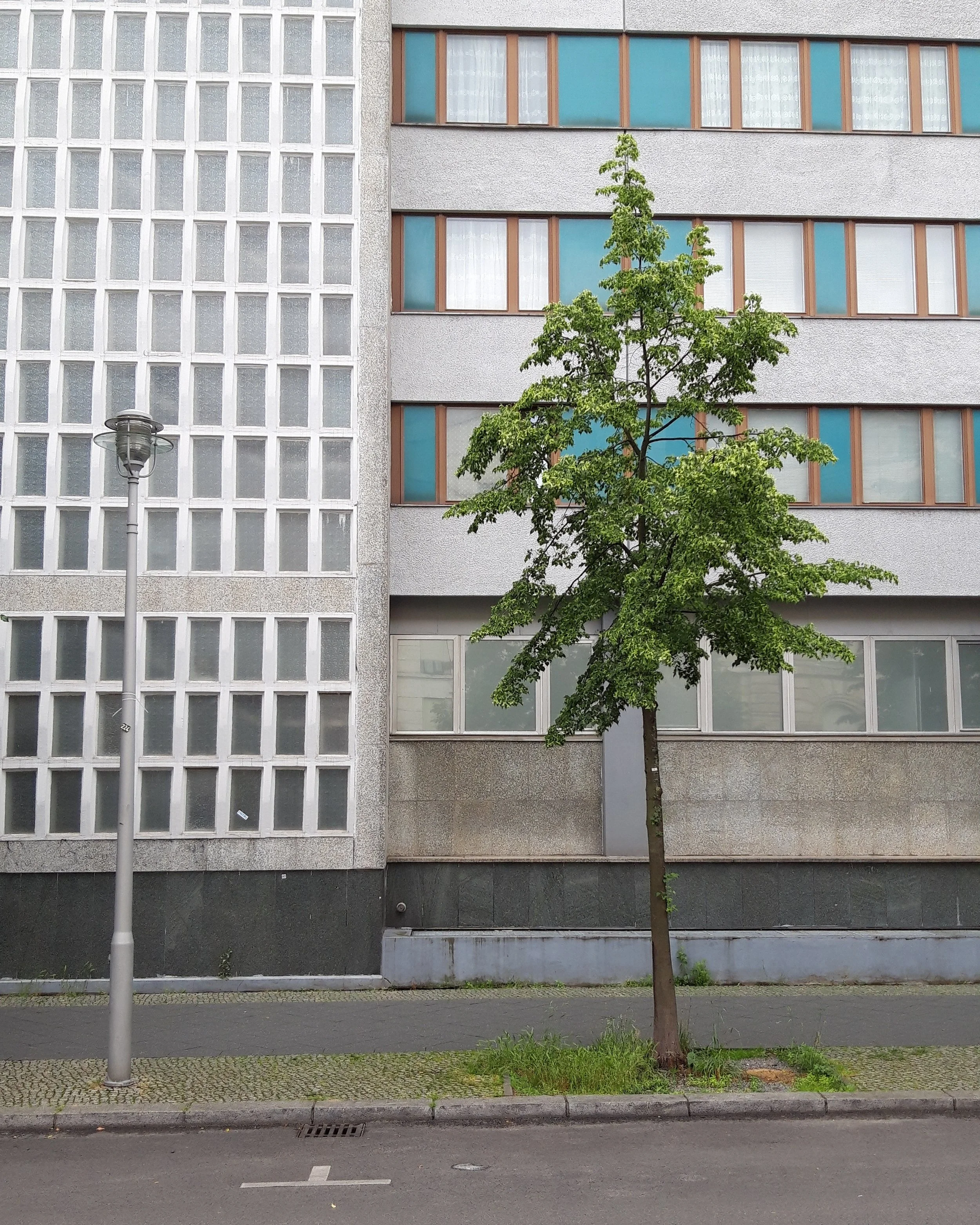 PR Trees III 40x50.jpg