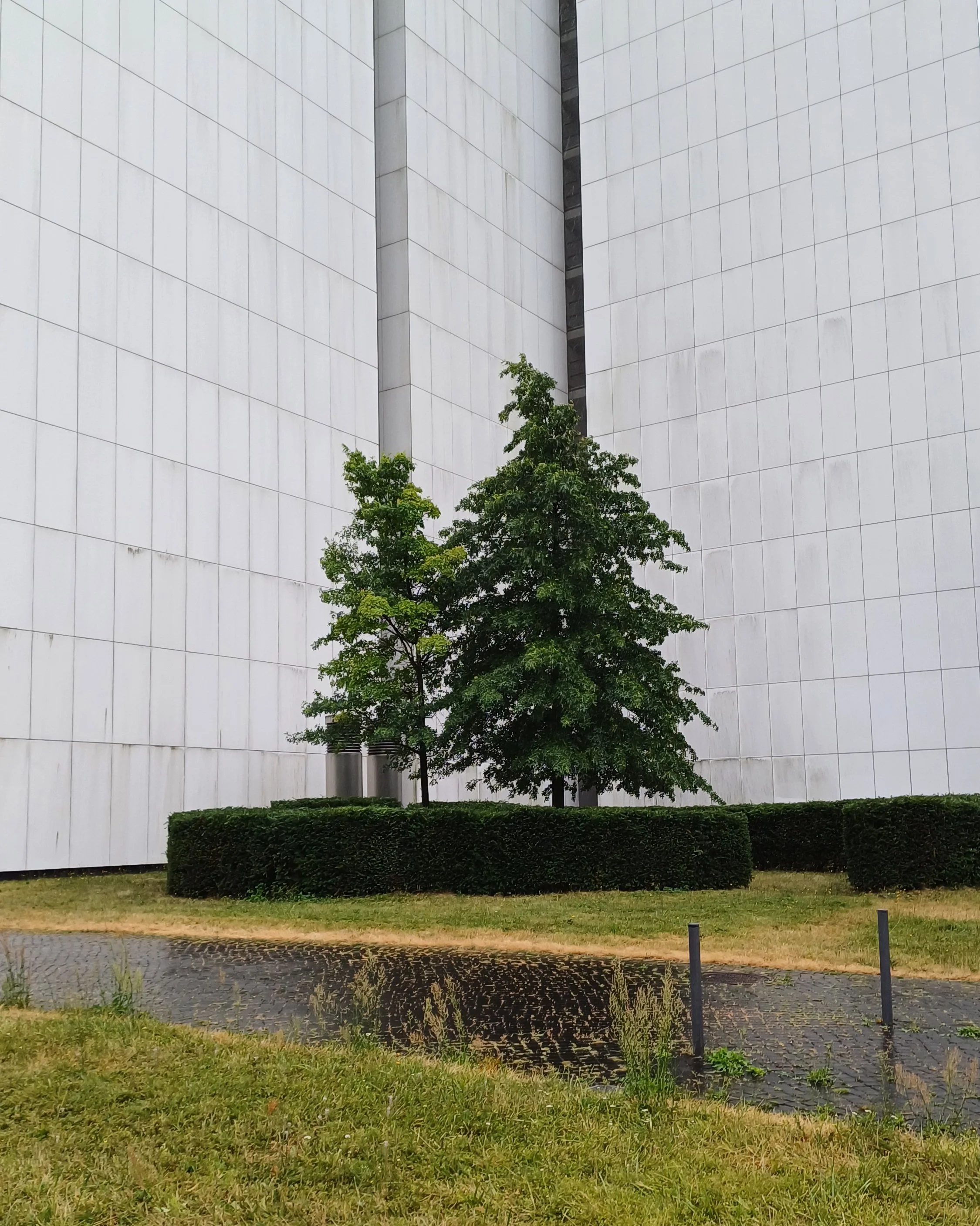 PR Trees II 40x50.jpg