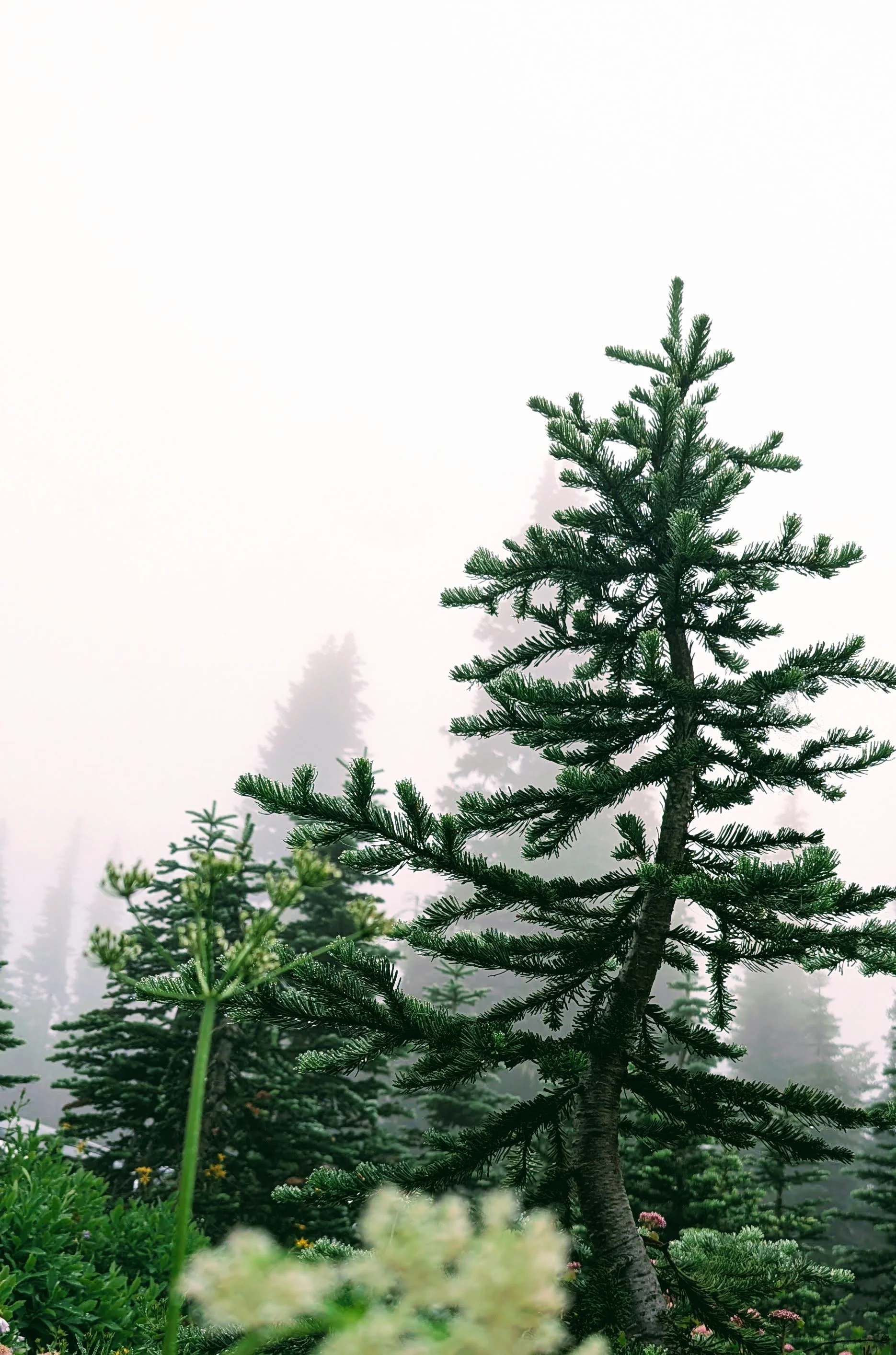 Coniferous trees in a foggy forest.
