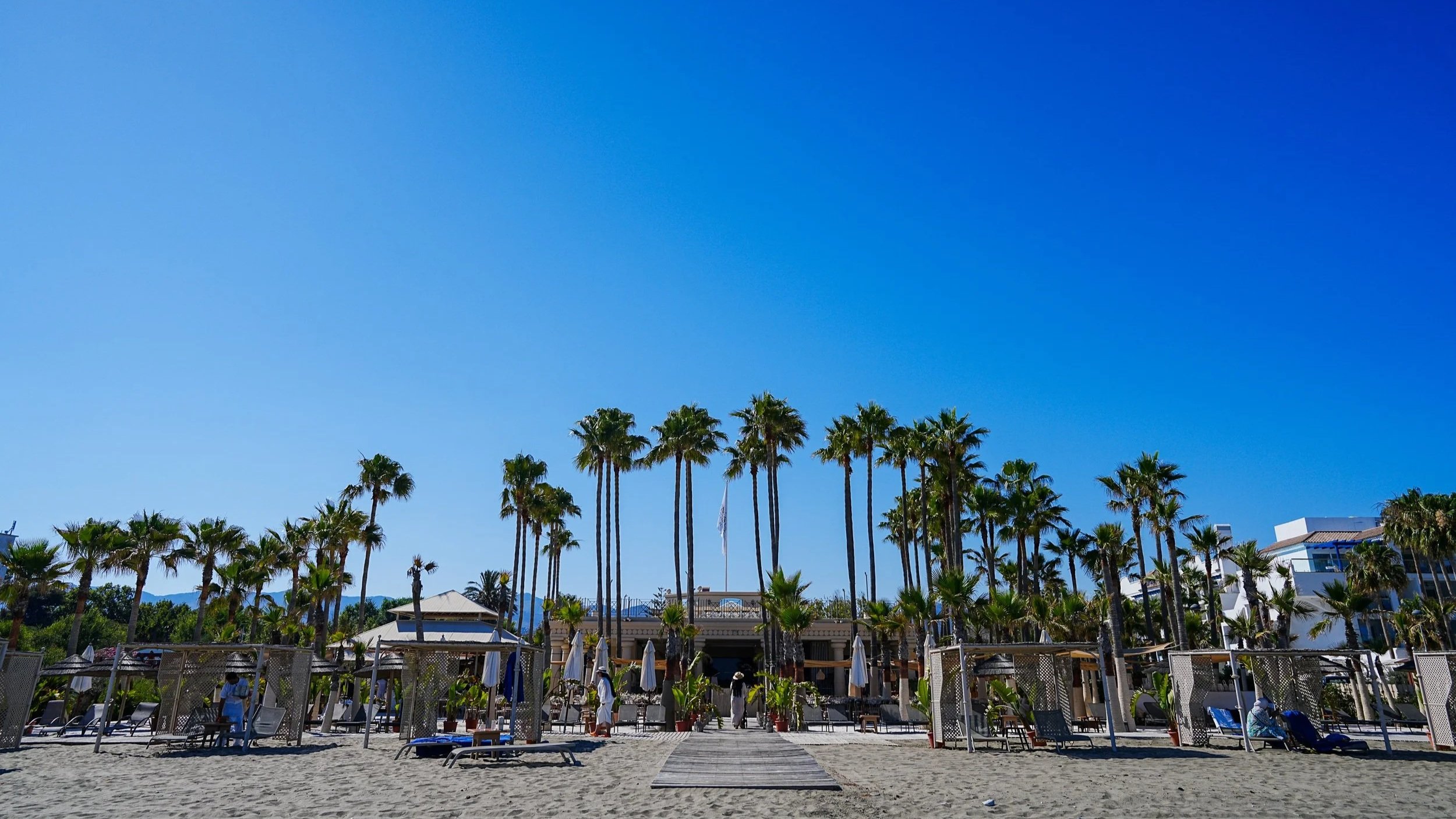 A beach scene with numerous palm trees, lounge chairs, umbrellas, and a building in the background under a clear blue sky.