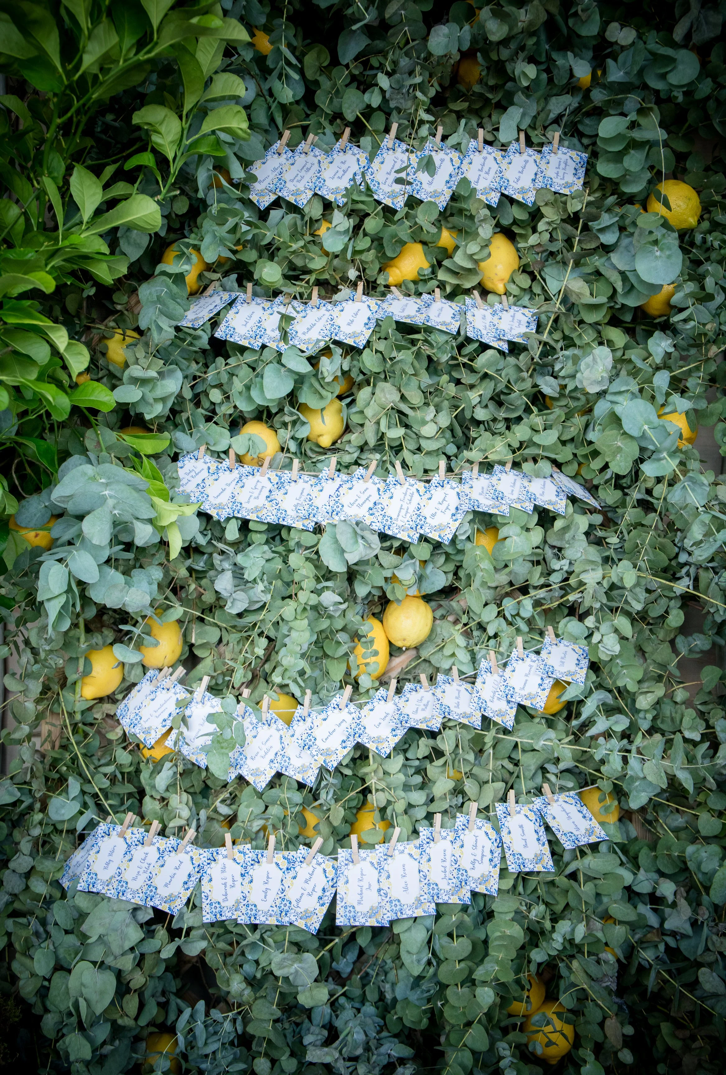 A lemon tree with many ripe yellow lemons and green leaves, decorated with blue and white floral tags attached by clothespins.