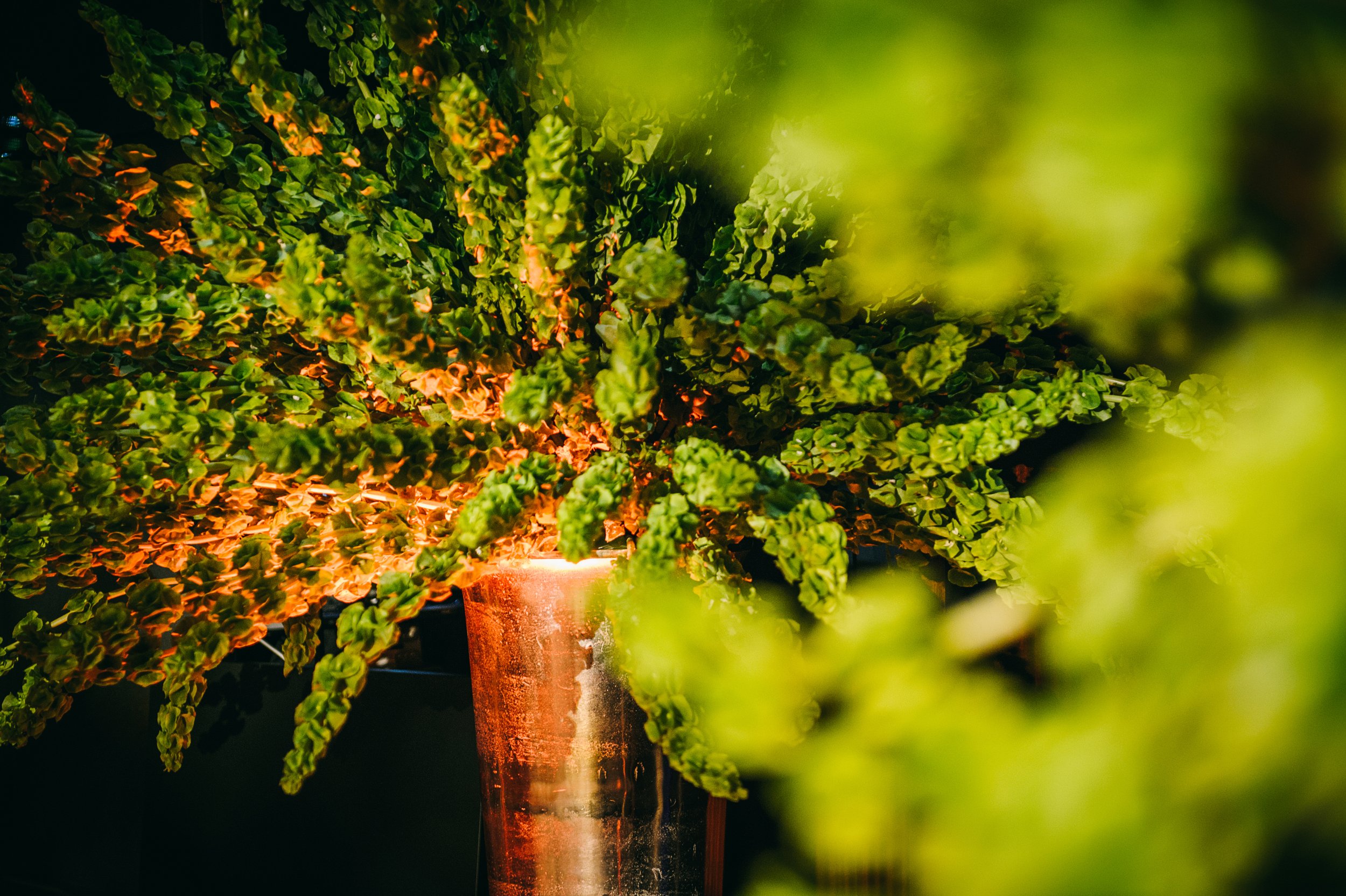 Close-up of a lush green topiary tree with dense foliage illuminated by warm lighting, set against a dark background.