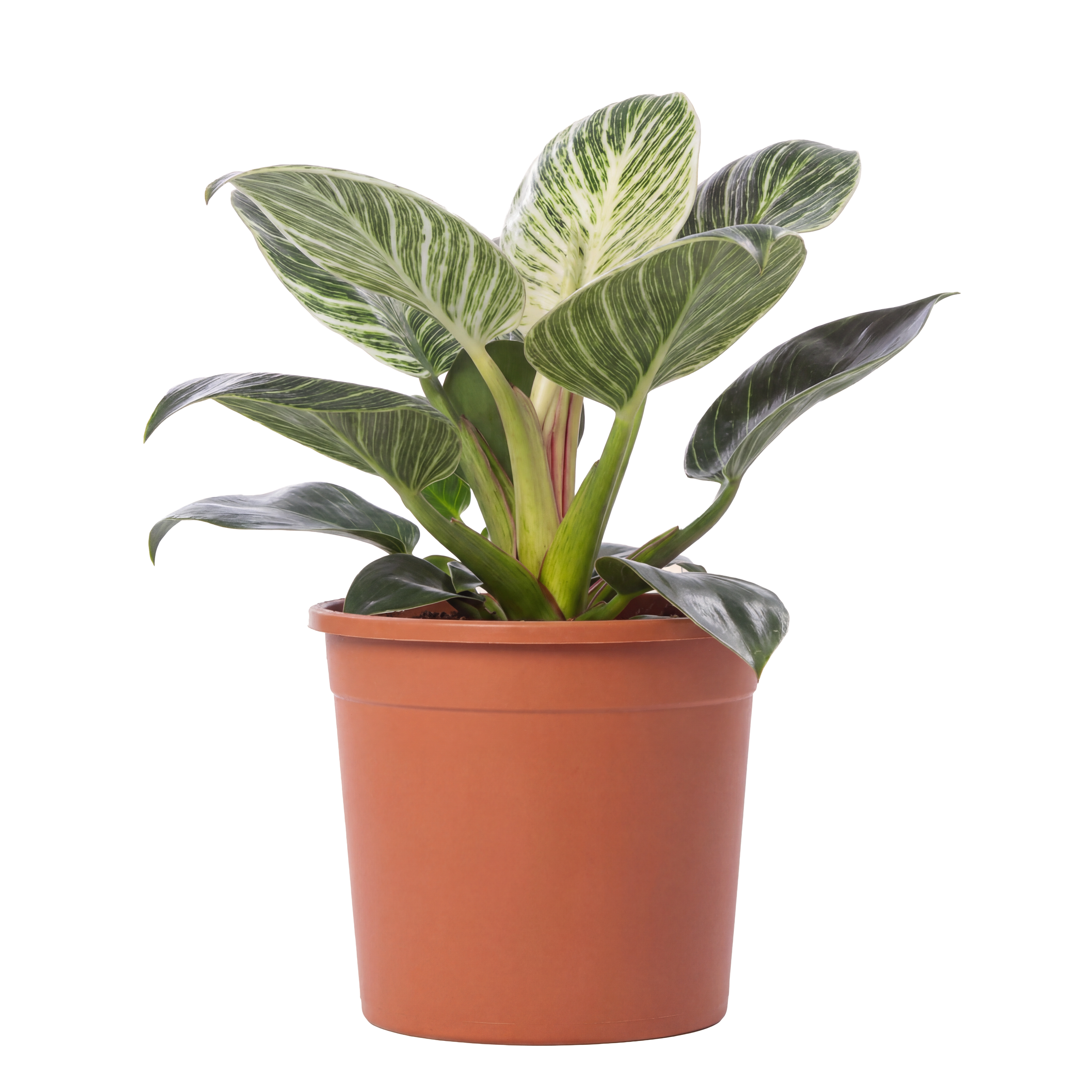 A potted plant with large green and white striped leaves.