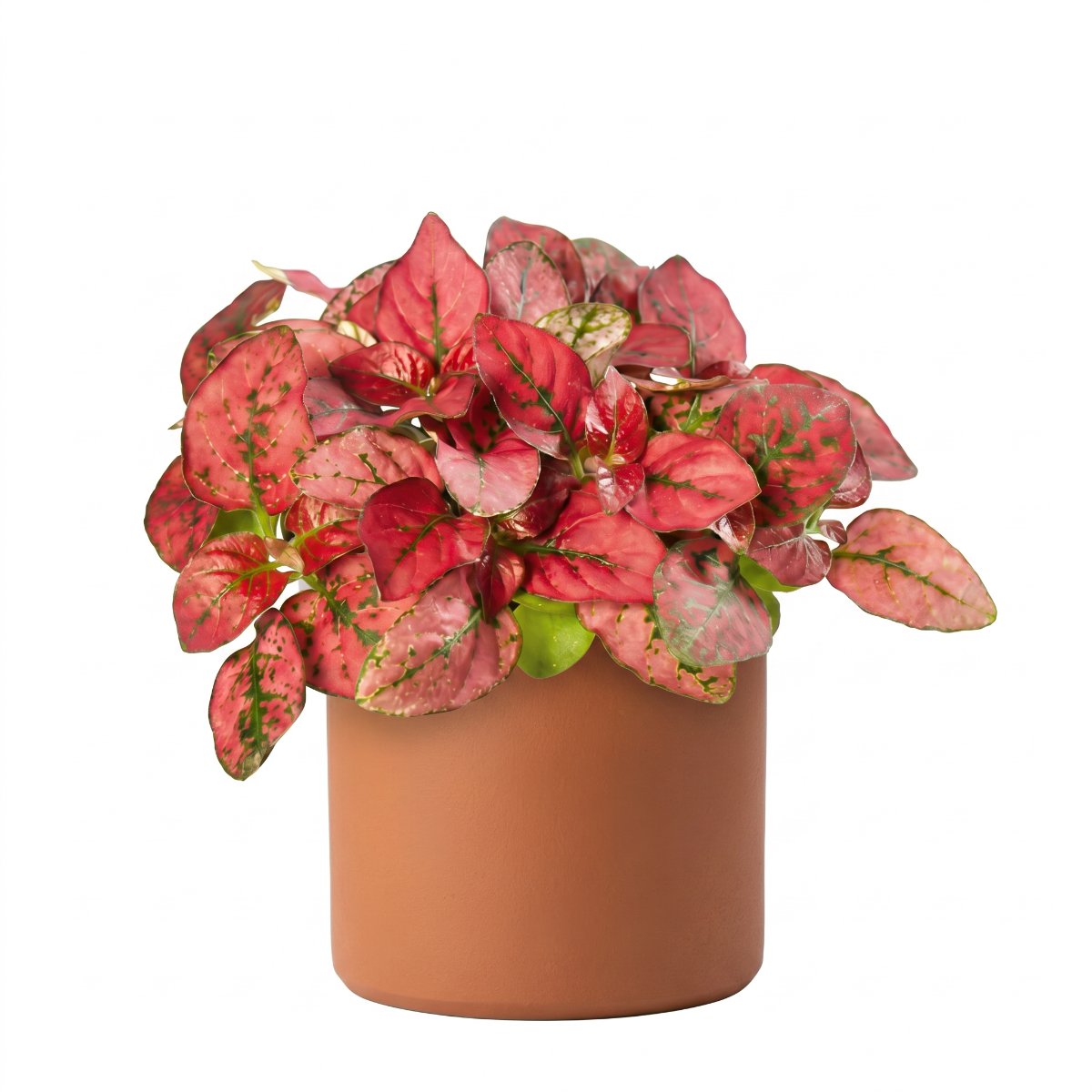 Hypoestes phyllostachya ‘Coloratus Red’