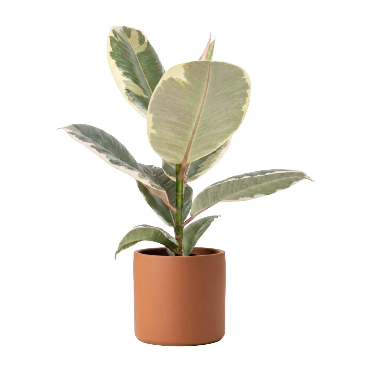 Ficus Tineke