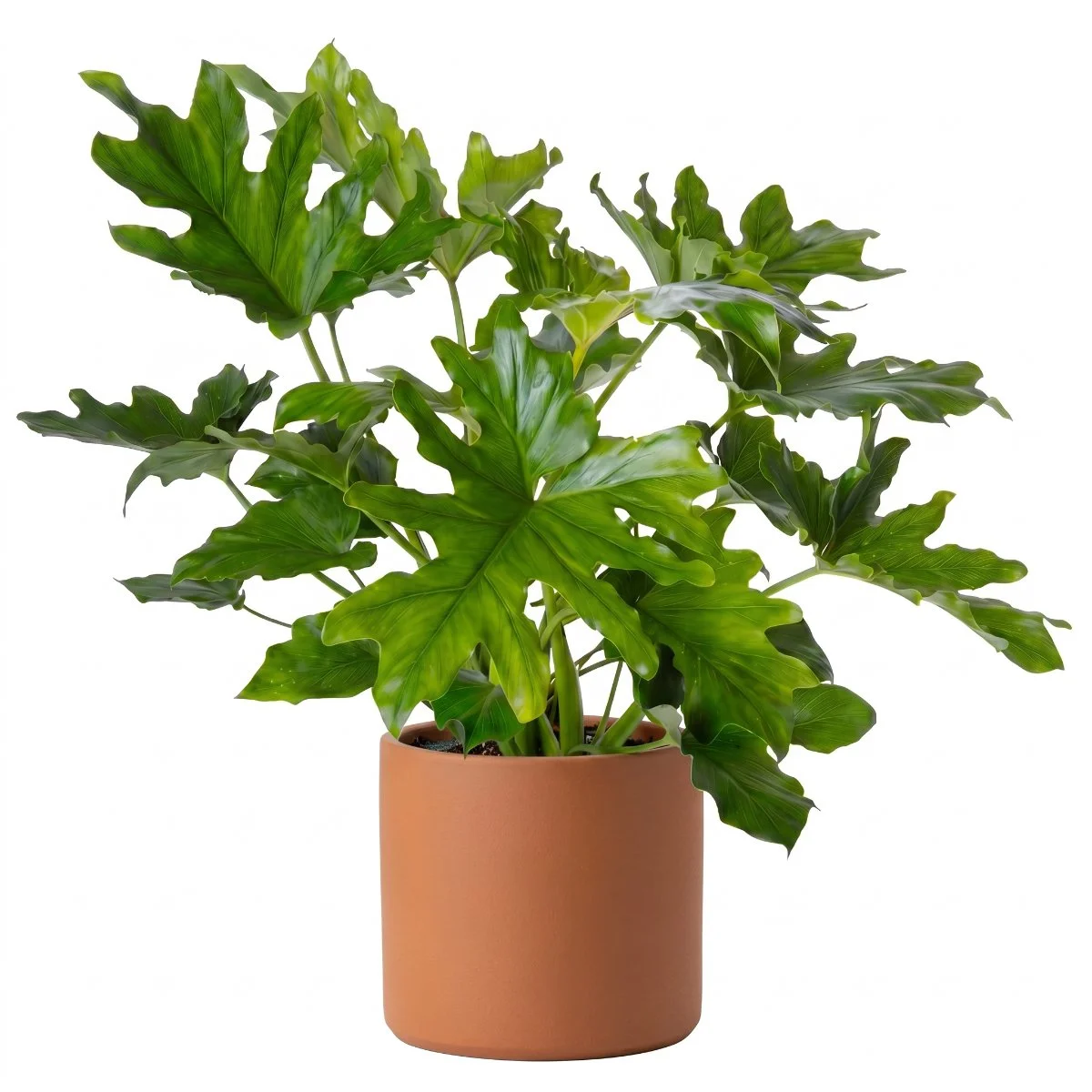 Philodendron ‘Hope’