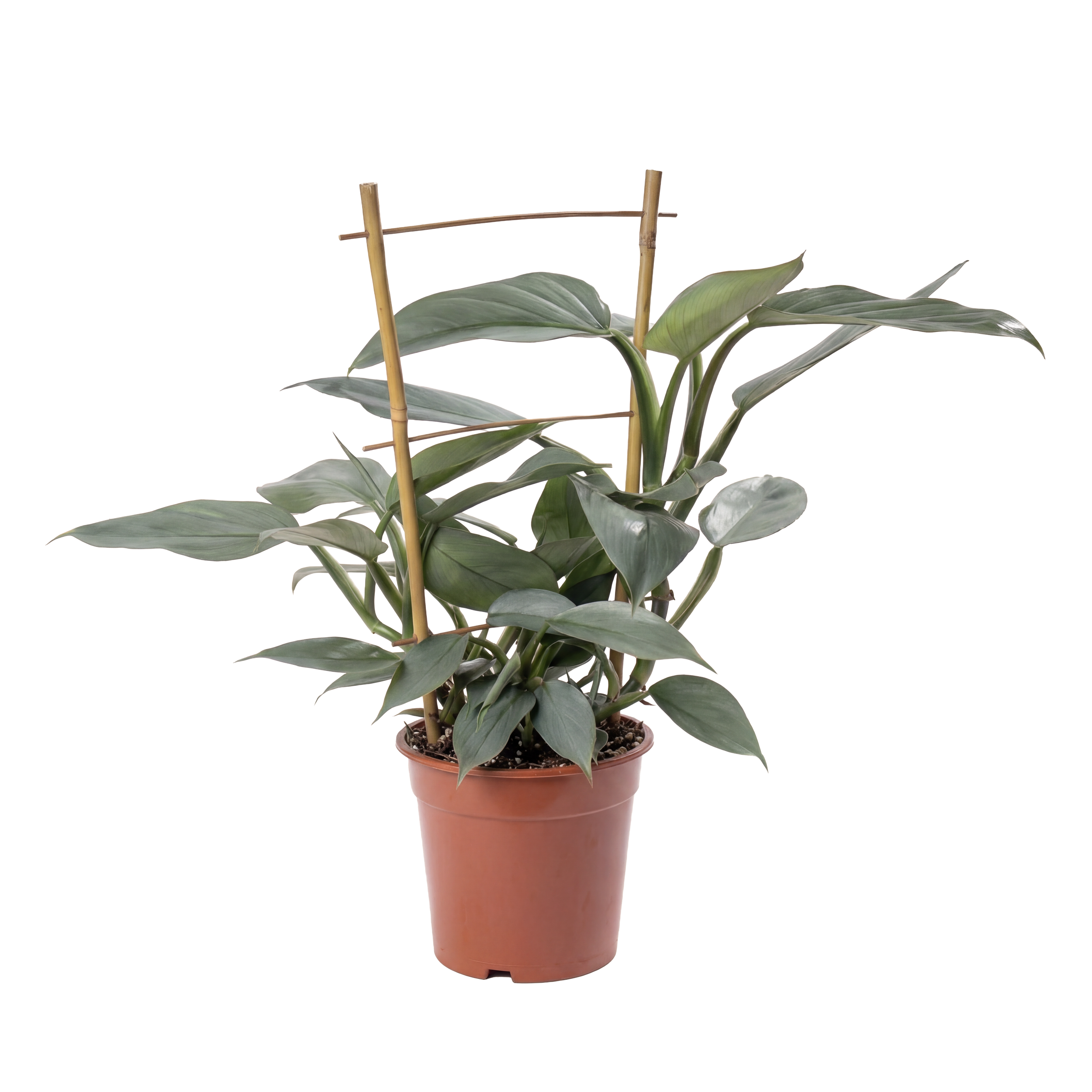 A potted houseplant with broad green leaves and bamboo stakes for support.