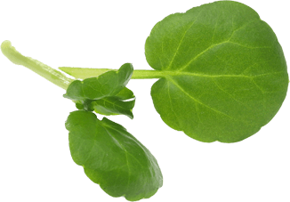A sprig of green leafy plant with one large rounded leaf and smaller leaves attached