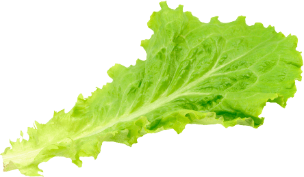 A fresh green lettuce leaf isolated on a black background.